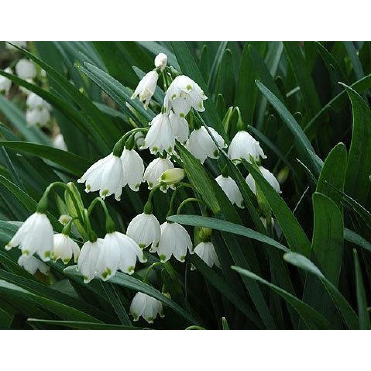 736240-leucojum-aestivum