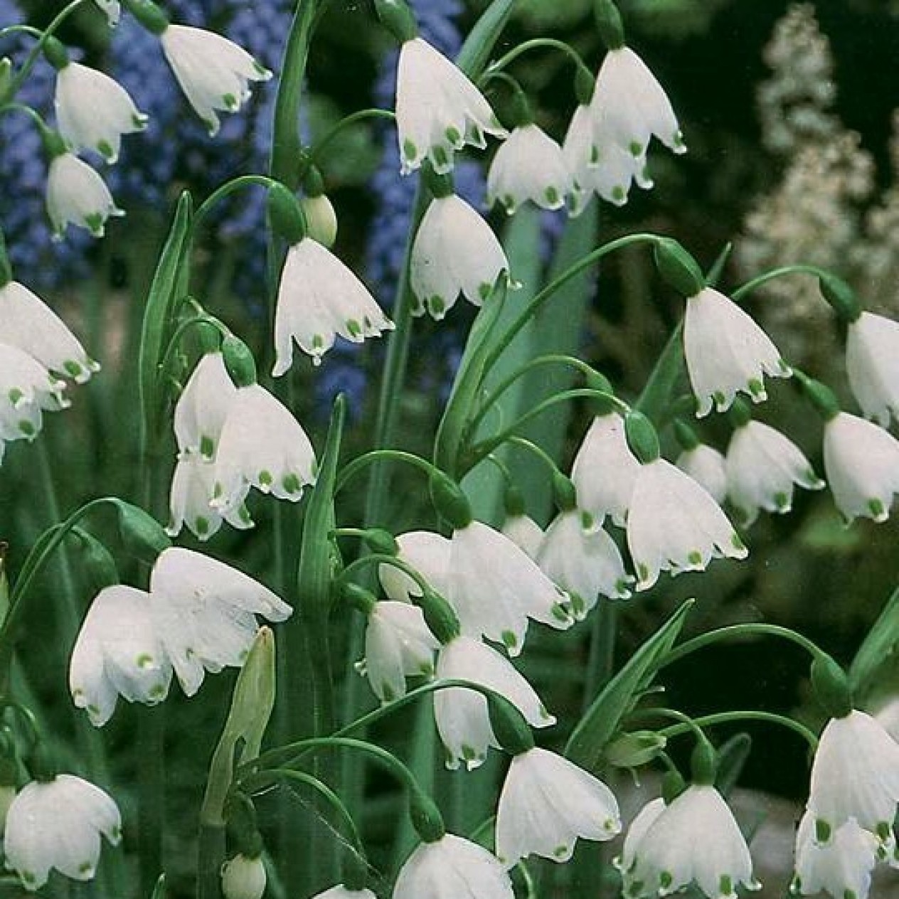 736250-leucojum-aestivum-gravetye-giant