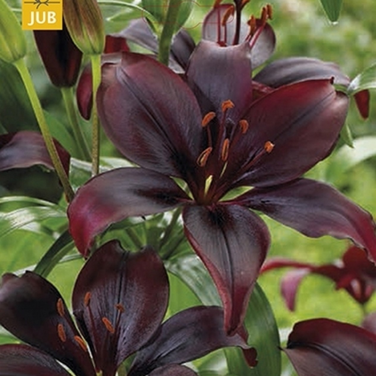 736310-lilium-hybride-asiatic-black