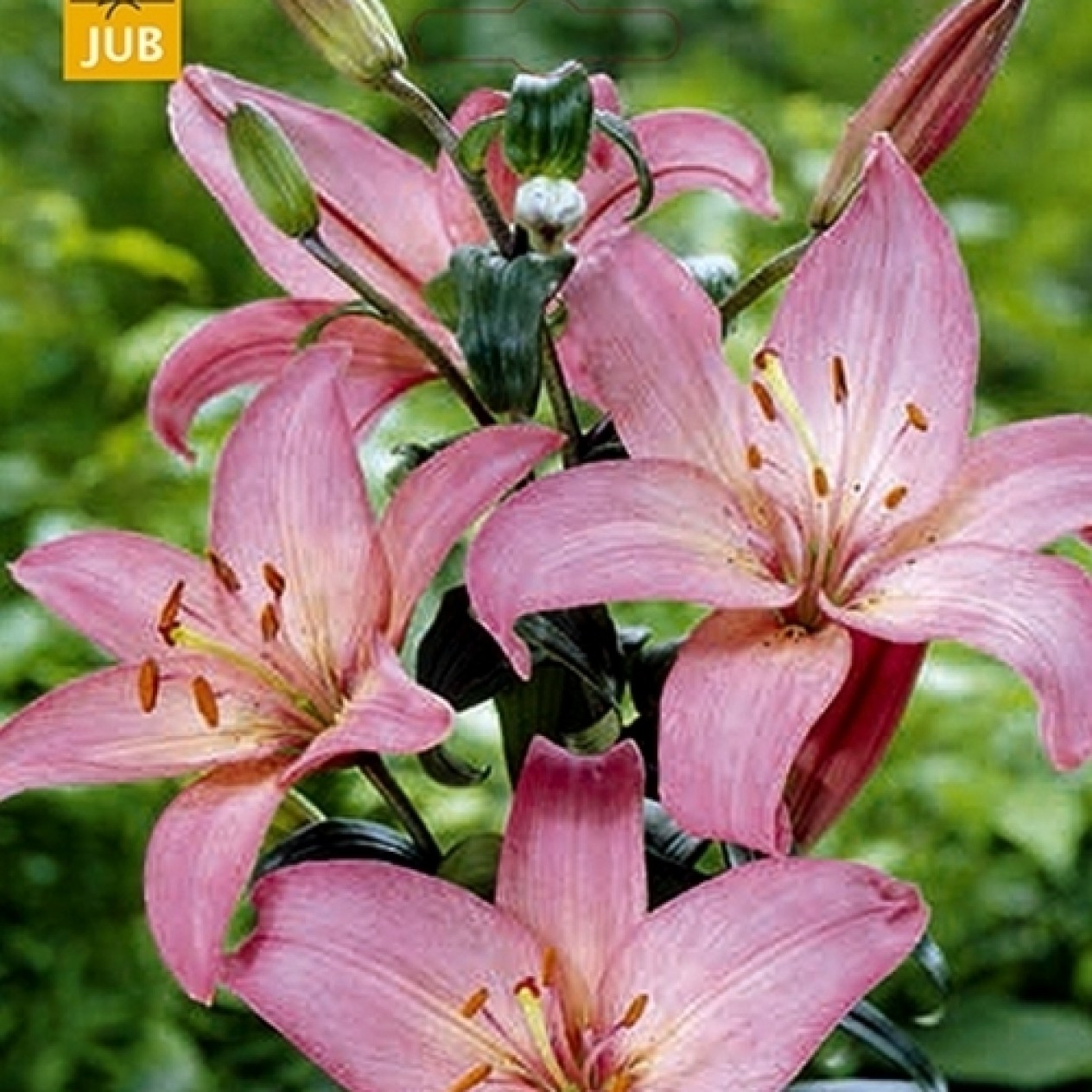 736312-lilium-hybride-asiatic-pink
