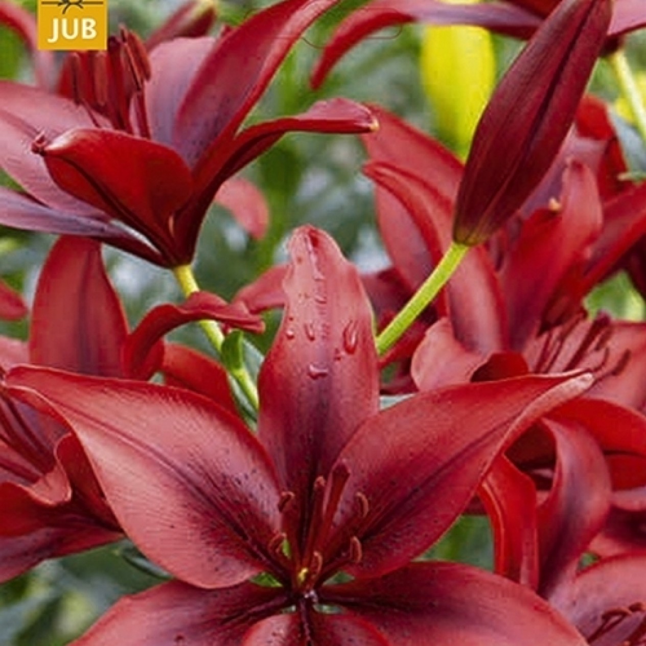 736314-lilium-hybride-asiatic-red