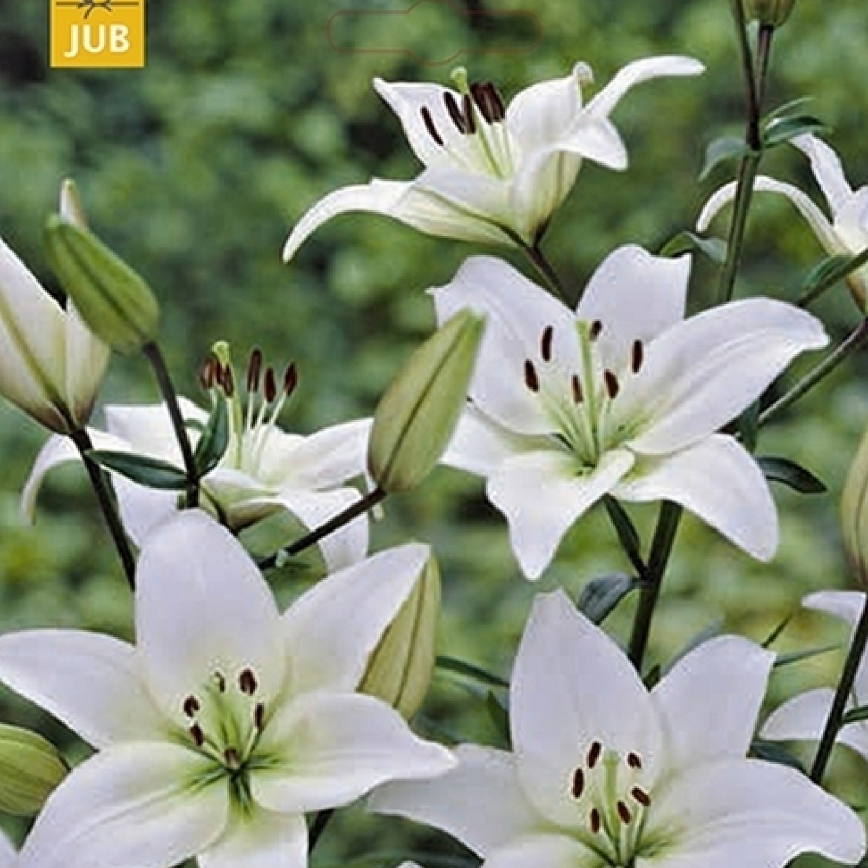 736316-lilium-hybride-asiatic-white