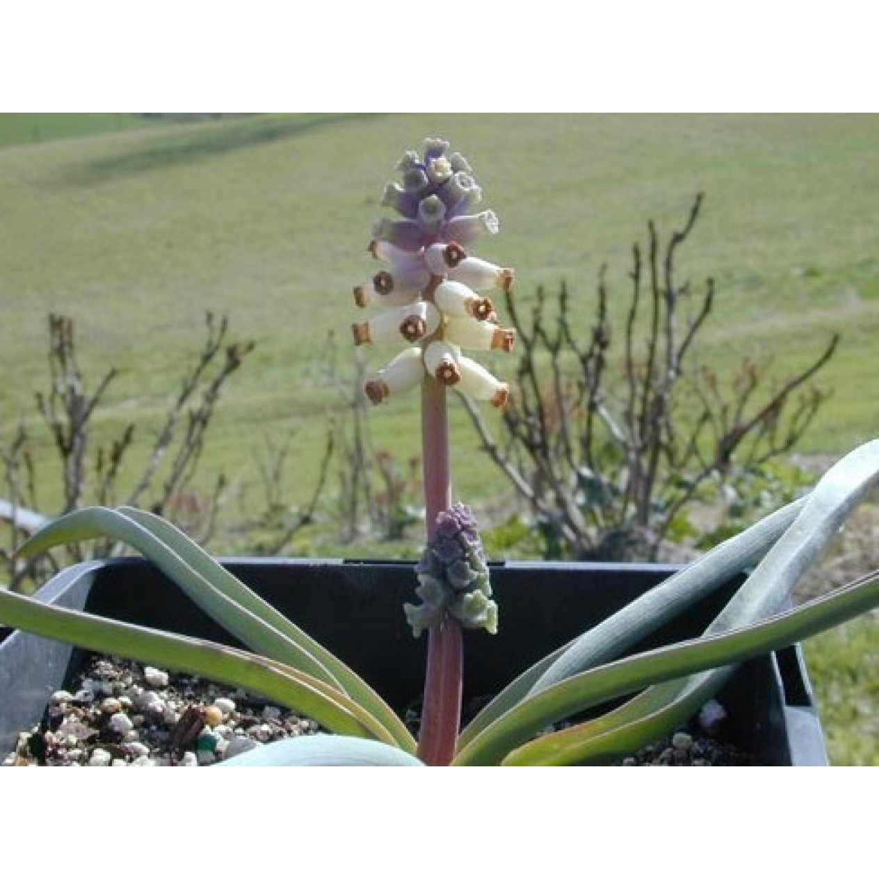 736390-muscari-ambrosiacum