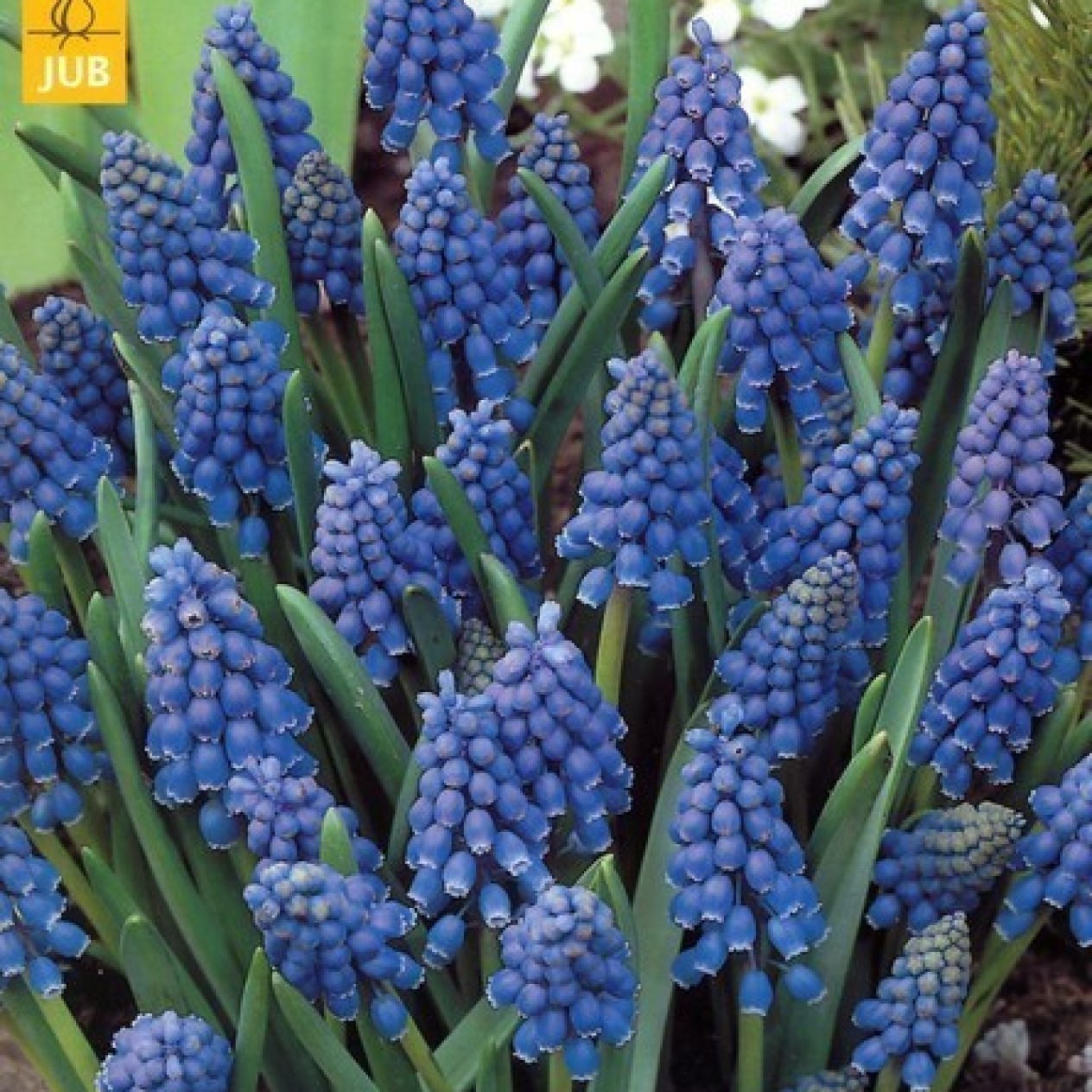 736401-muscari-armeniacum