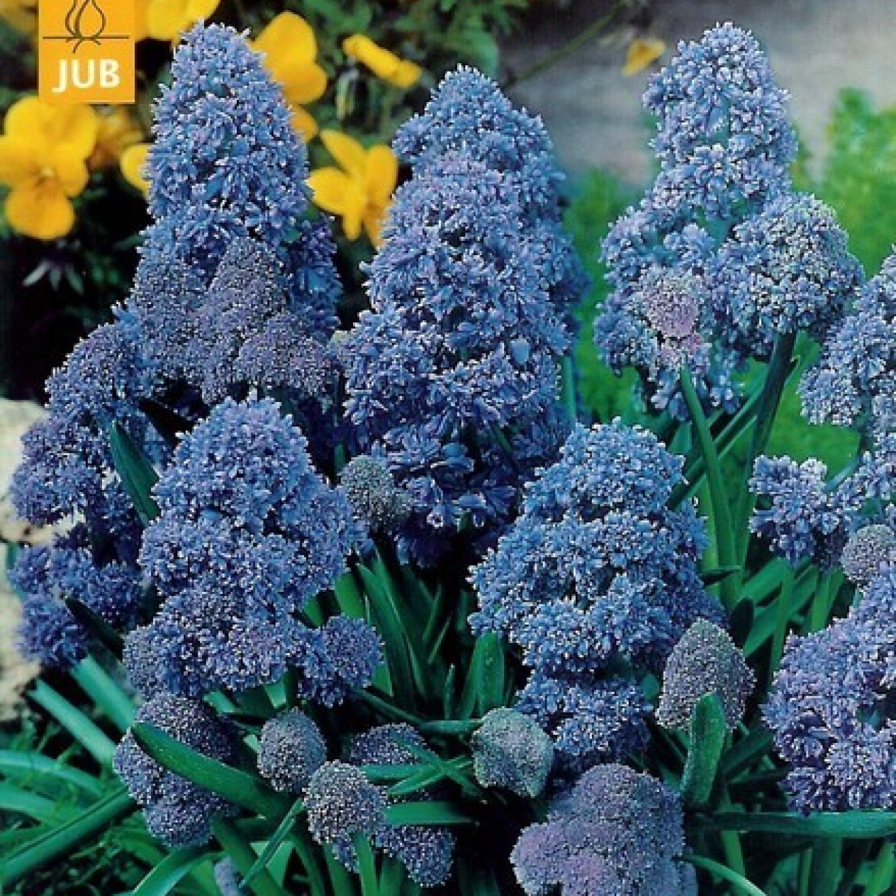 736420-muscari-armeniacum-fantasy-creation