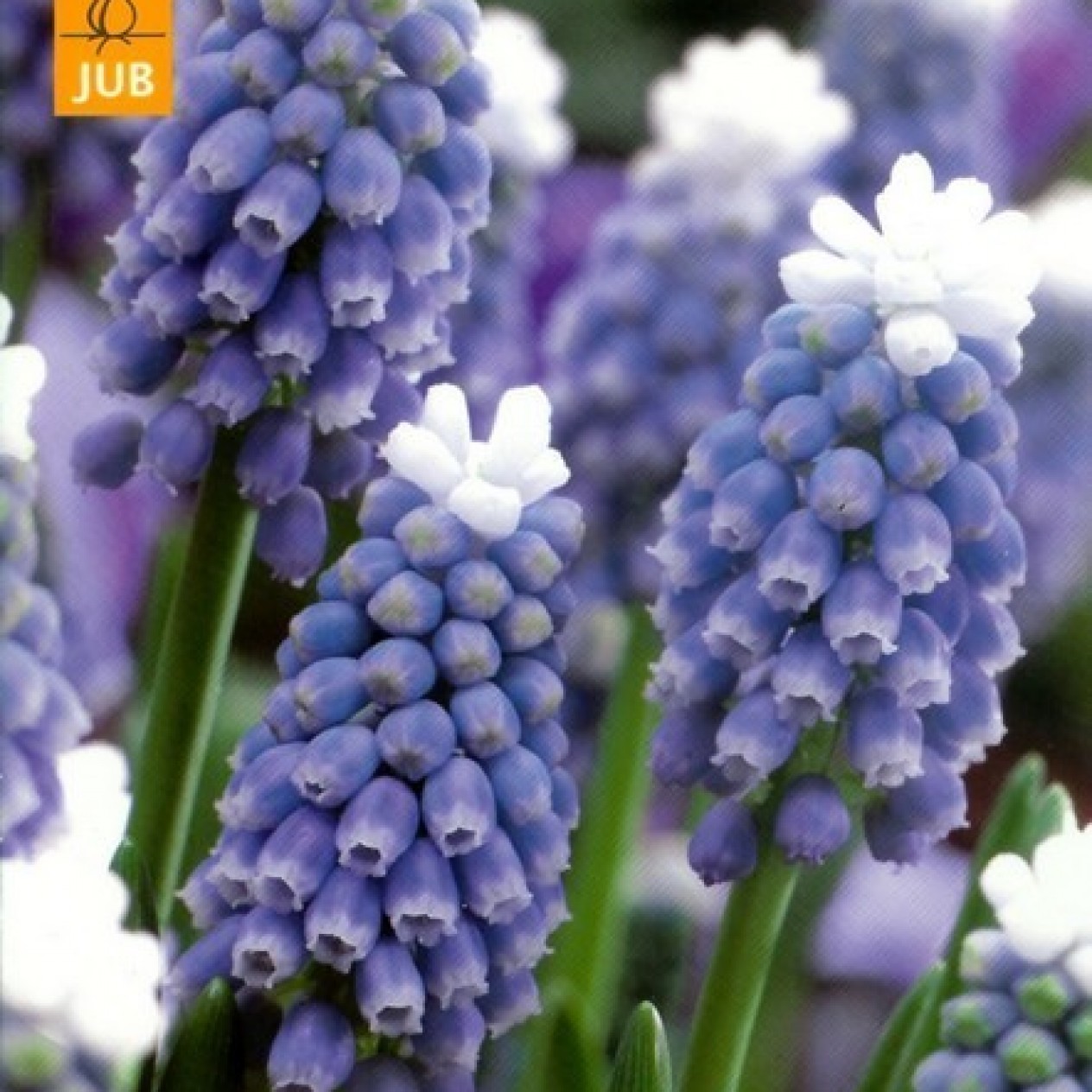 736440-muscari-aucheri-mountain-lady-touch-snow-ocean-magic-mount-hood