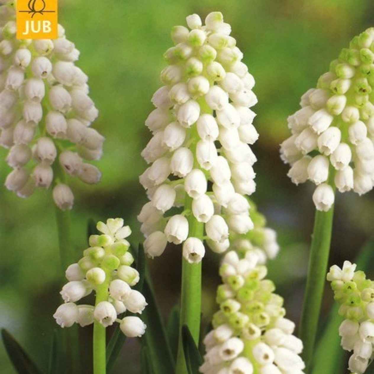 736450-muscari-botryoides-white-magic