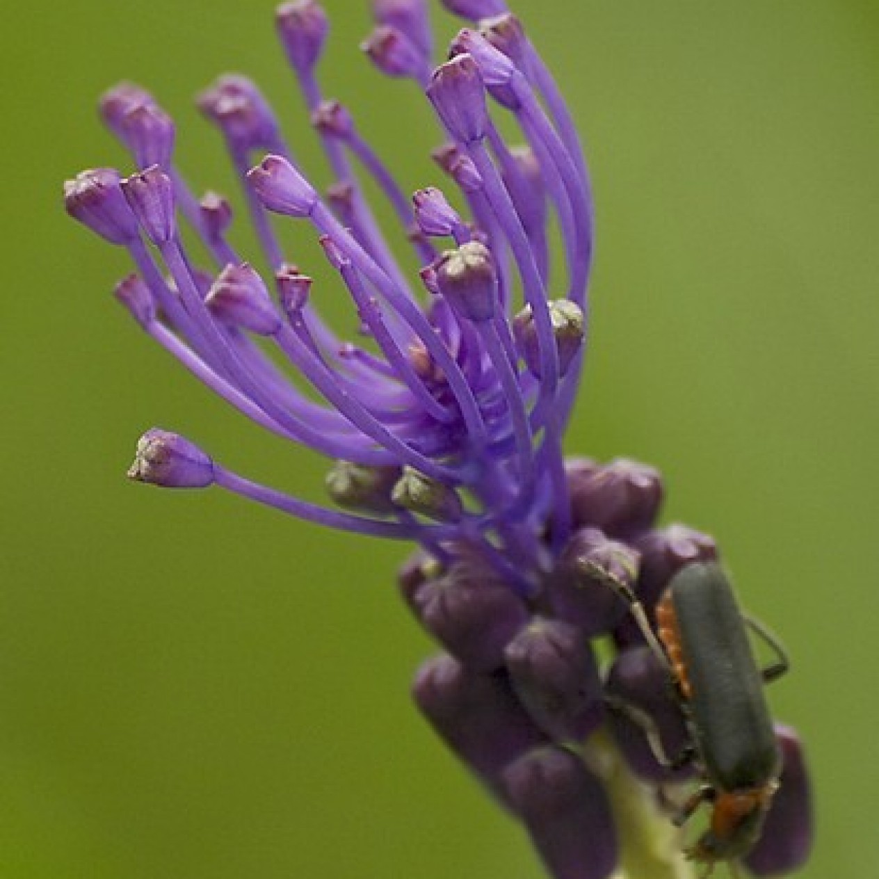 736460-muscari-comosum