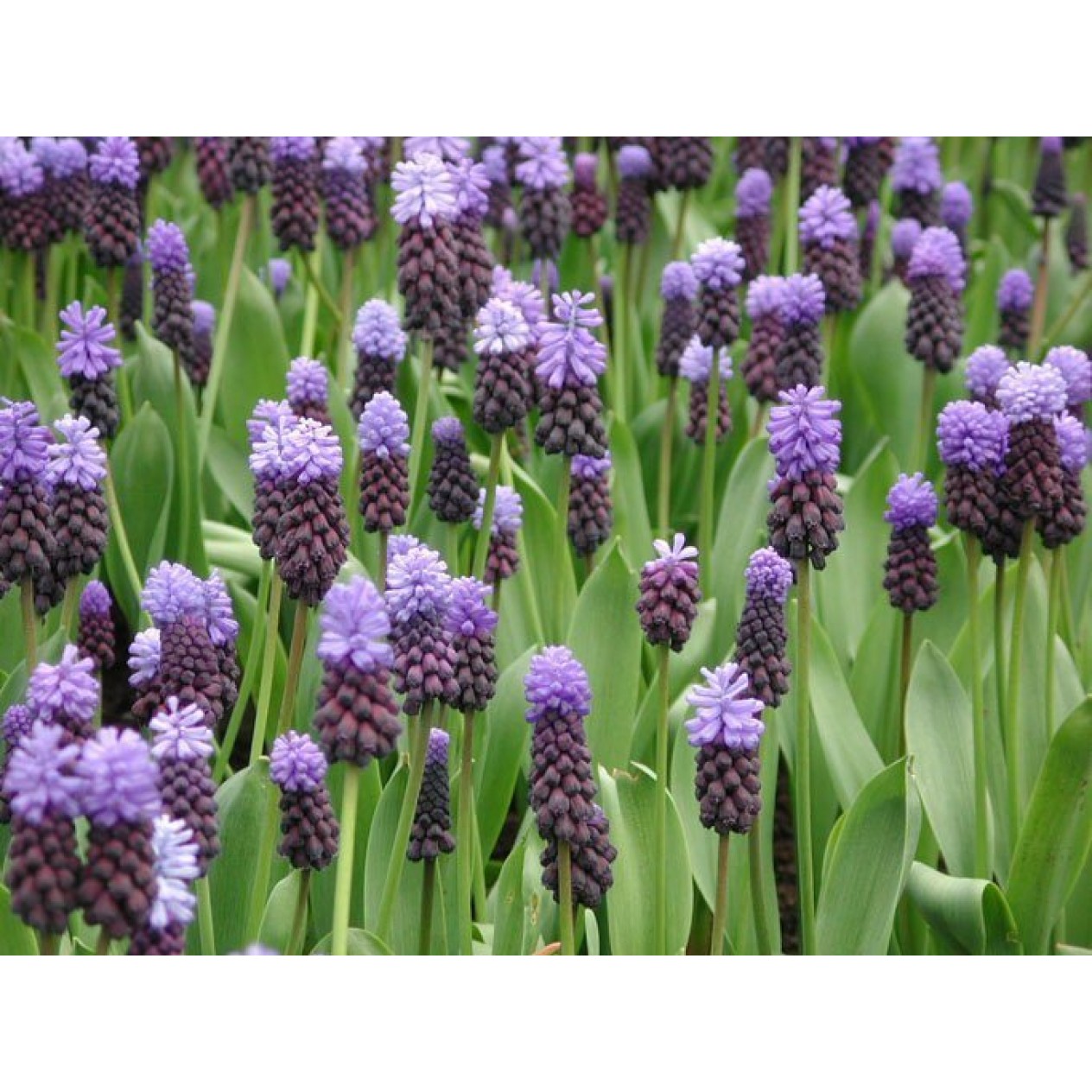 736490-muscari-latifolium