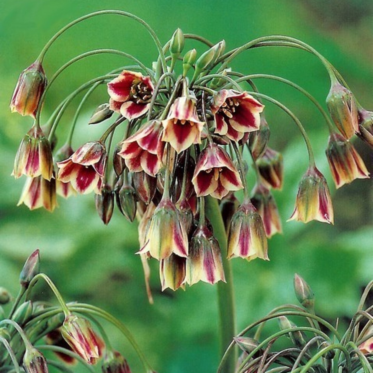 736560-nectaroscordum-siculum-ssp-bulgaricum