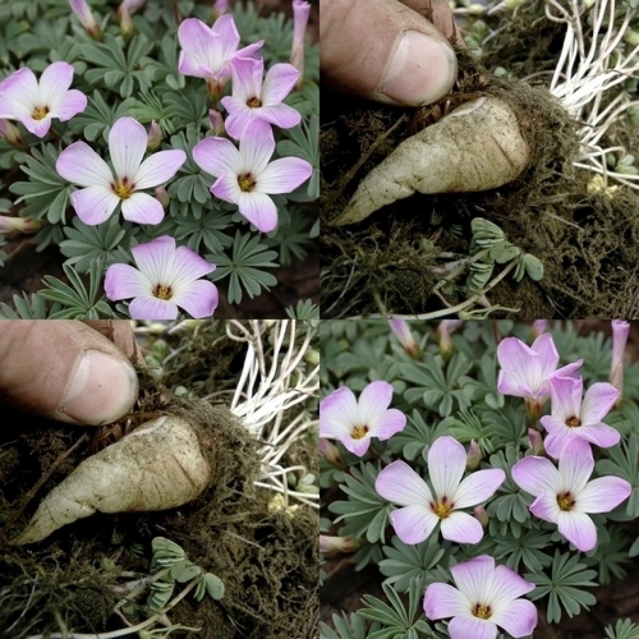 736620-oxalis-adenophylla