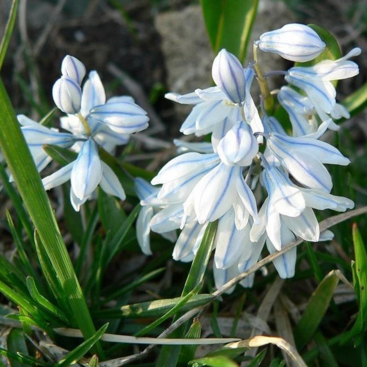736800-puschkinia-scilloides-var-libanotica