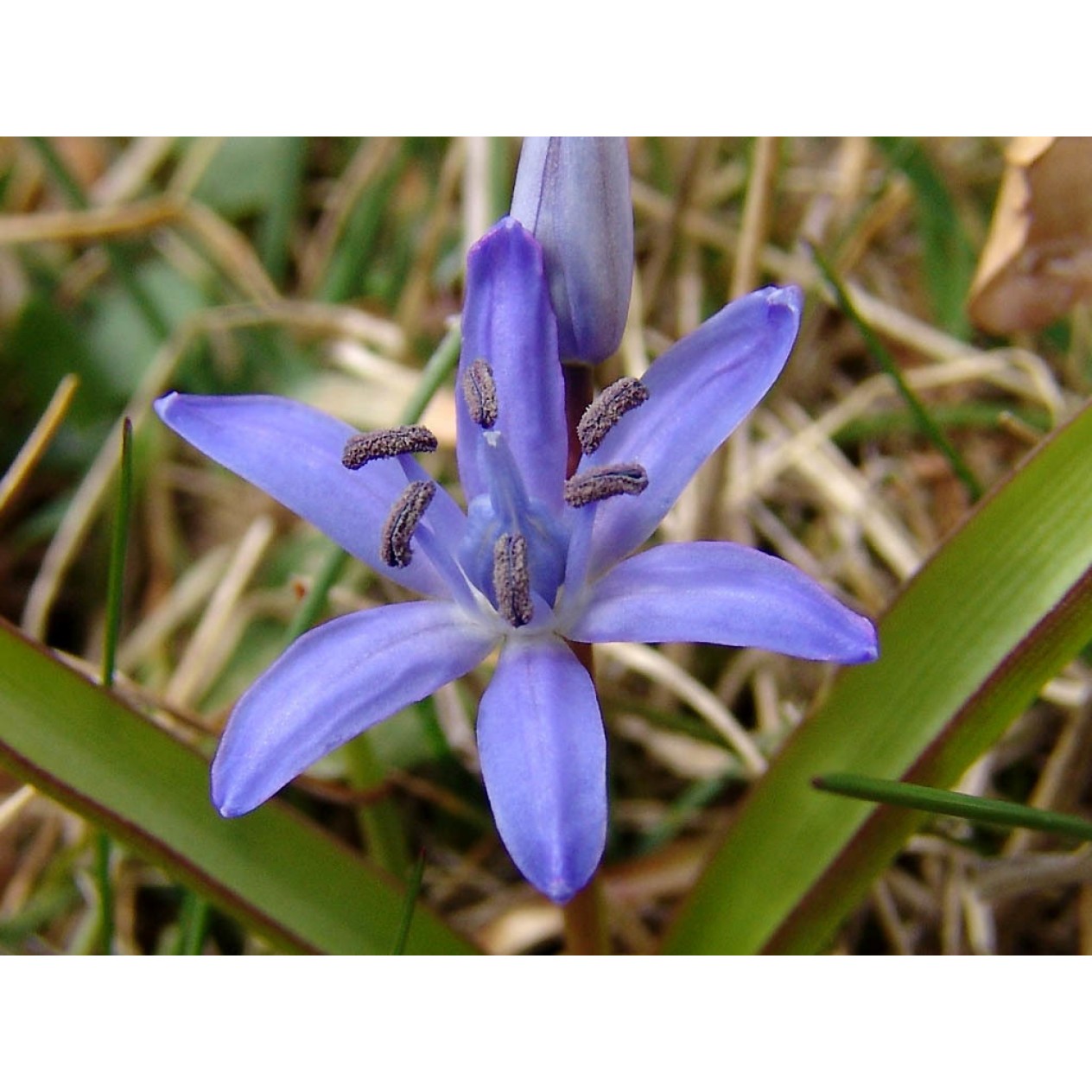 736930-scilla-bifolia