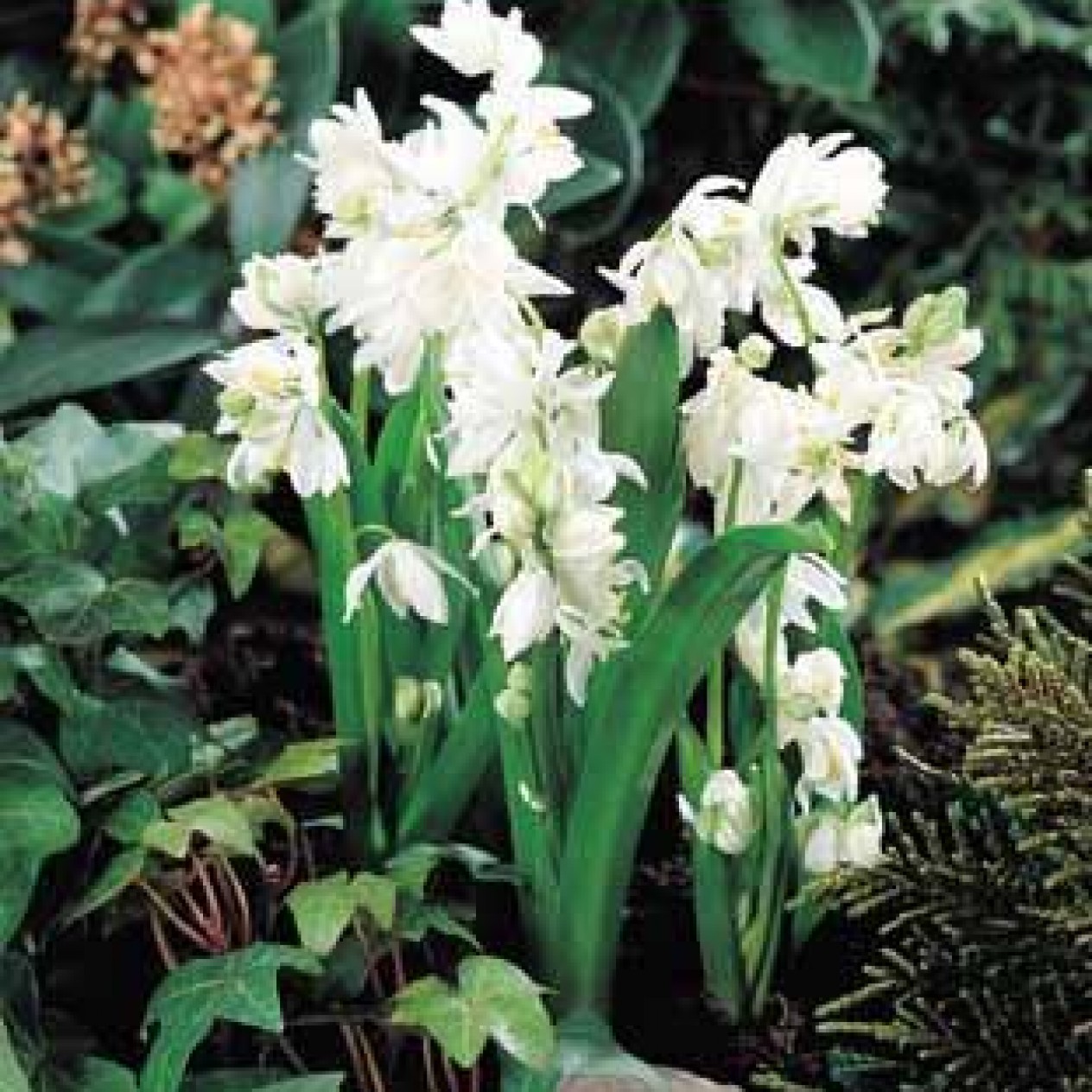 737000-scilla-siberica-alba