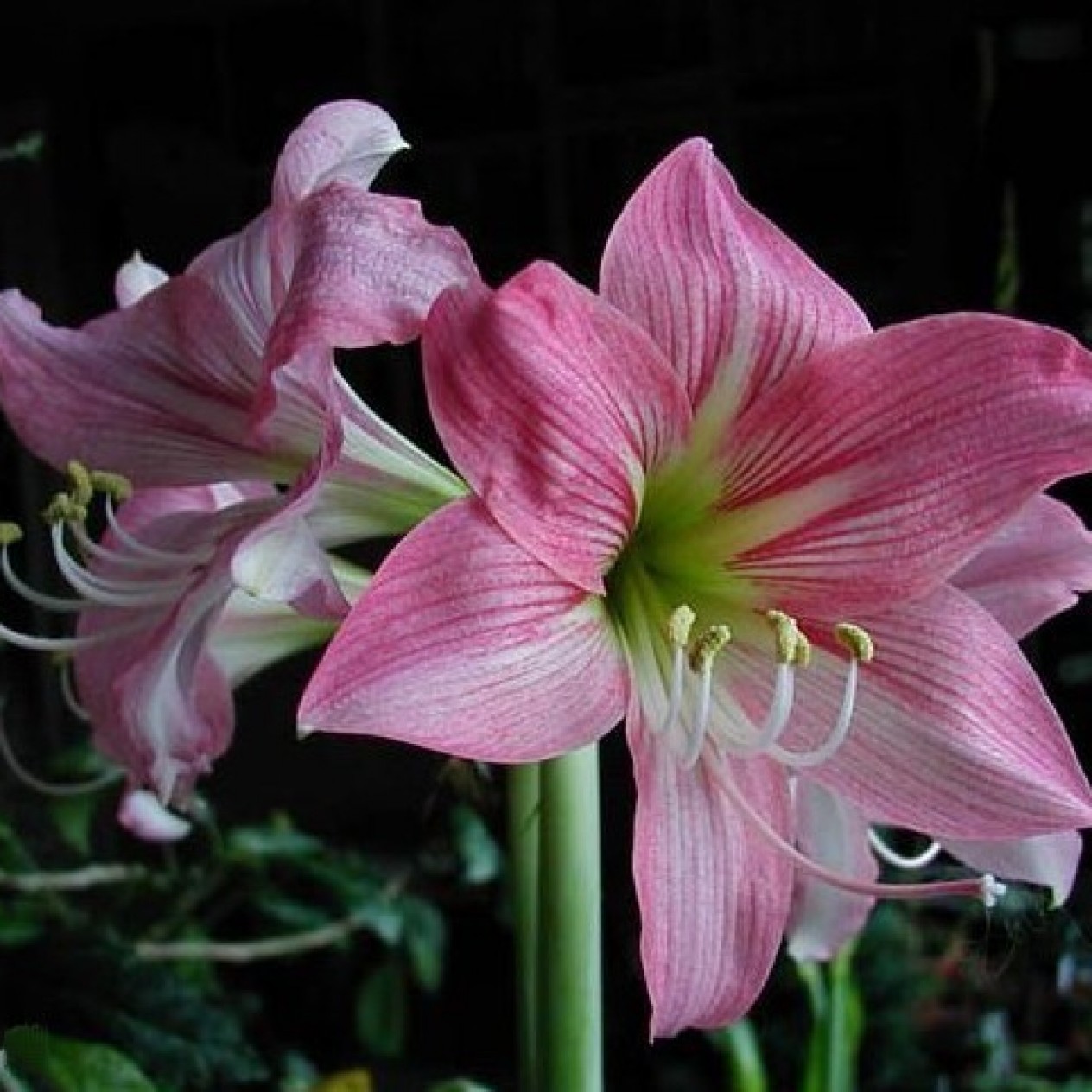 738500-hippeastrum-apple-blossom-cherry-blossom-rebecca