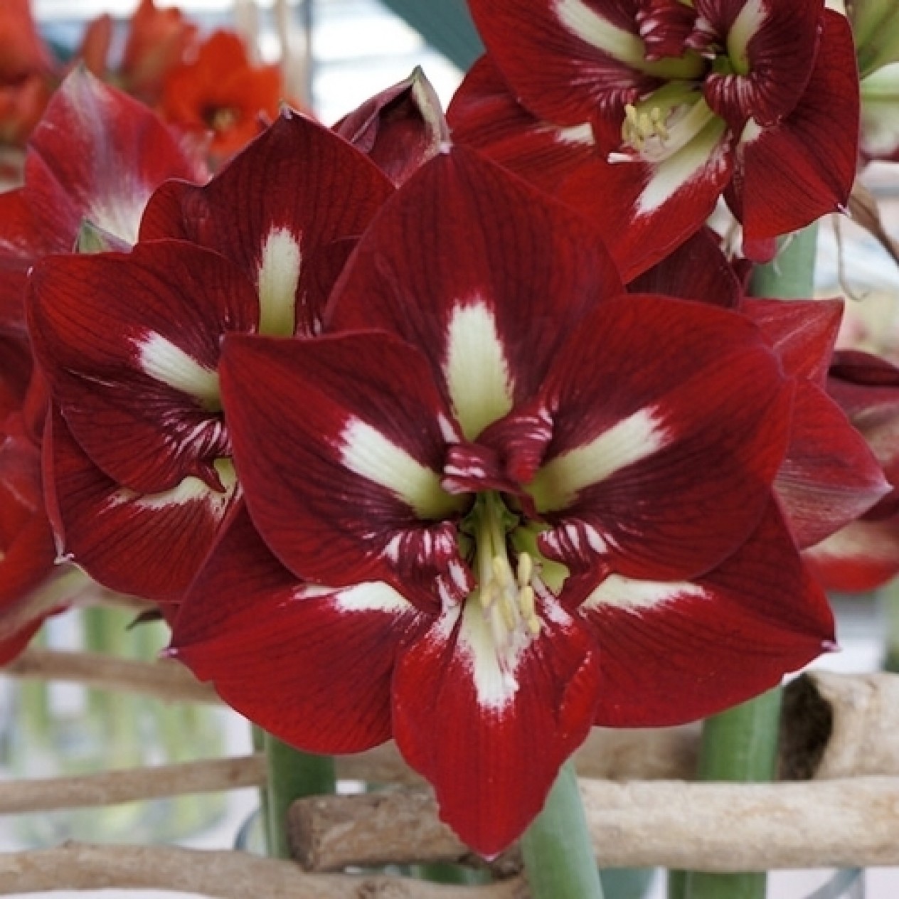 738510-hippeastrum-barbados