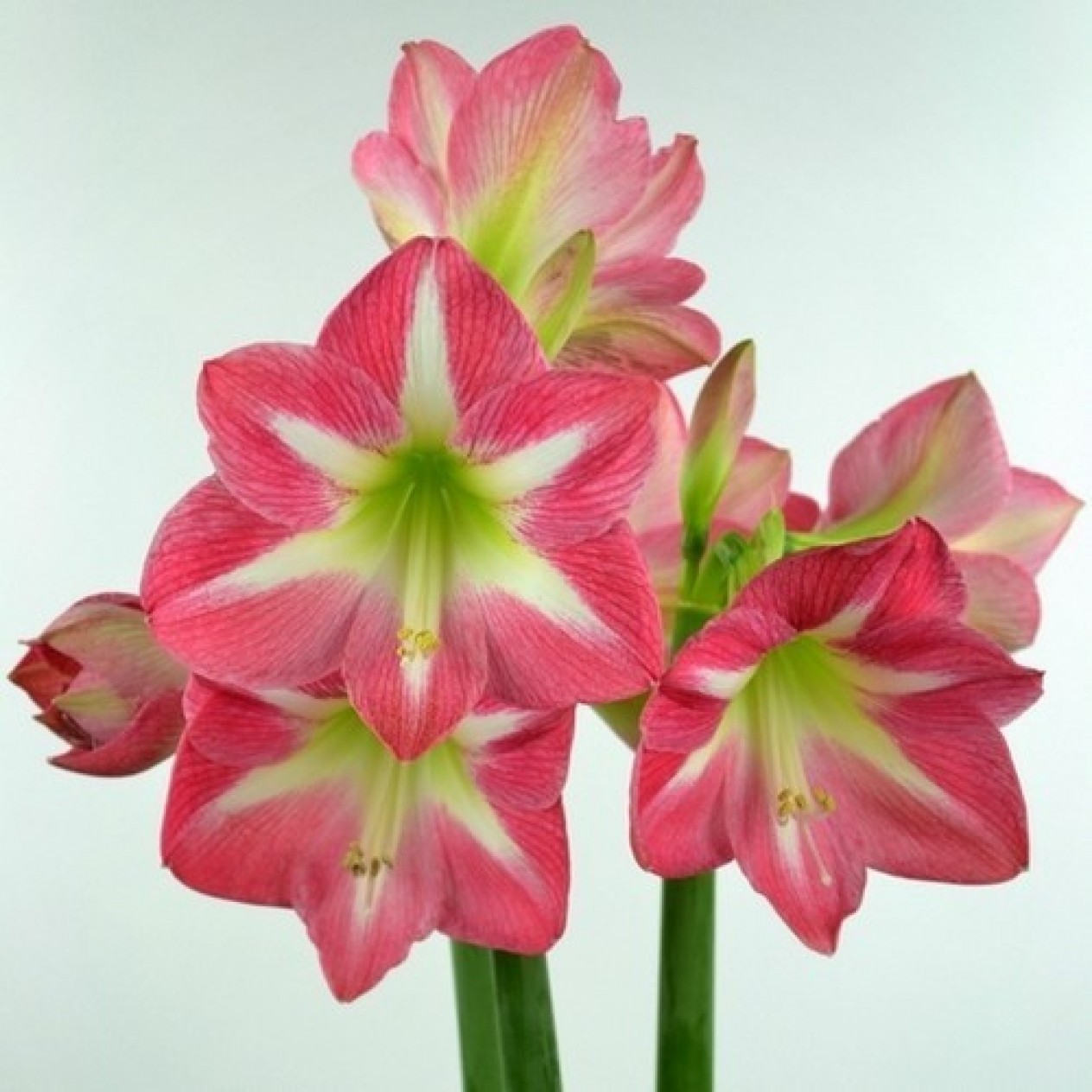 738525-hippeastrum-exposure