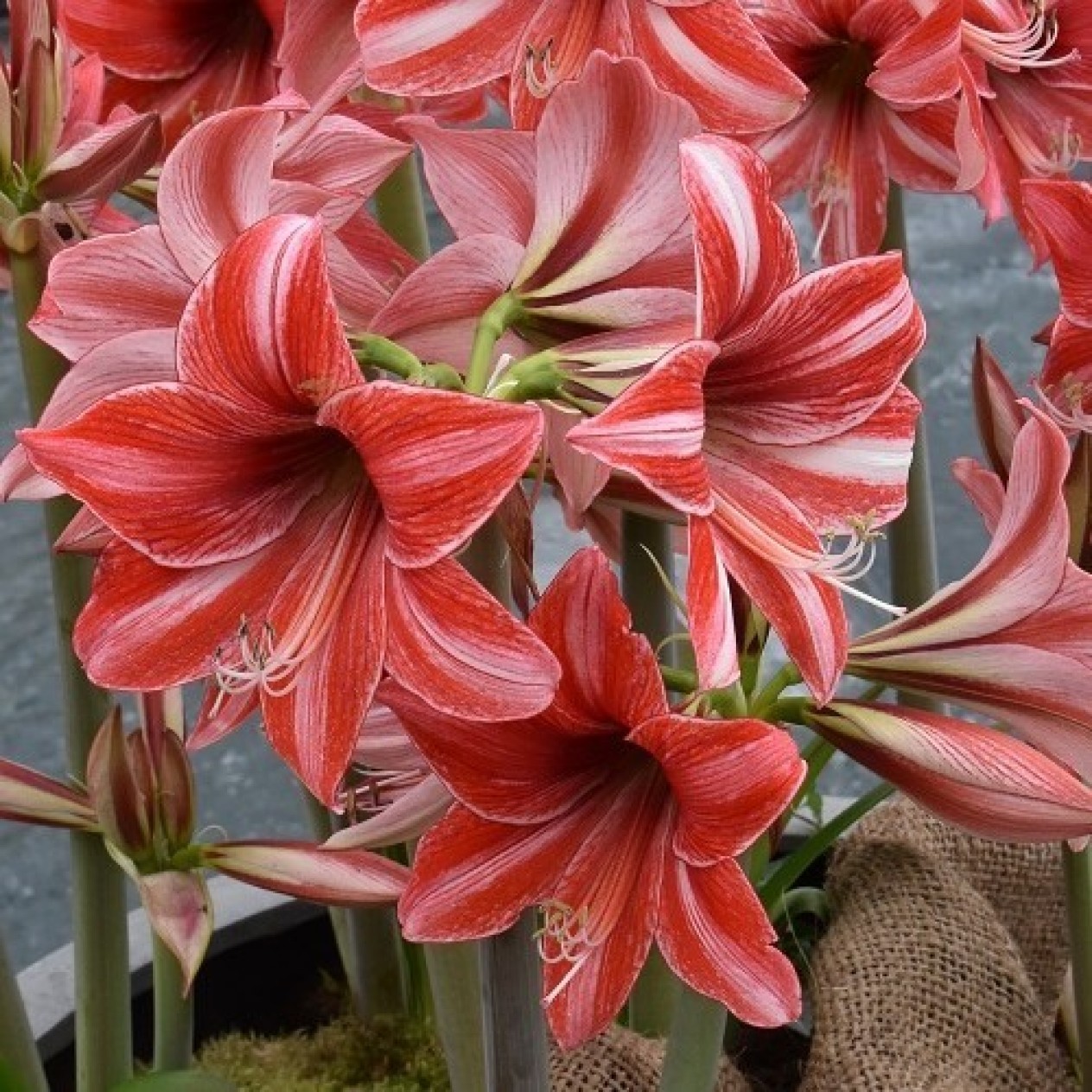 738620-hippeastrum-pyama-party