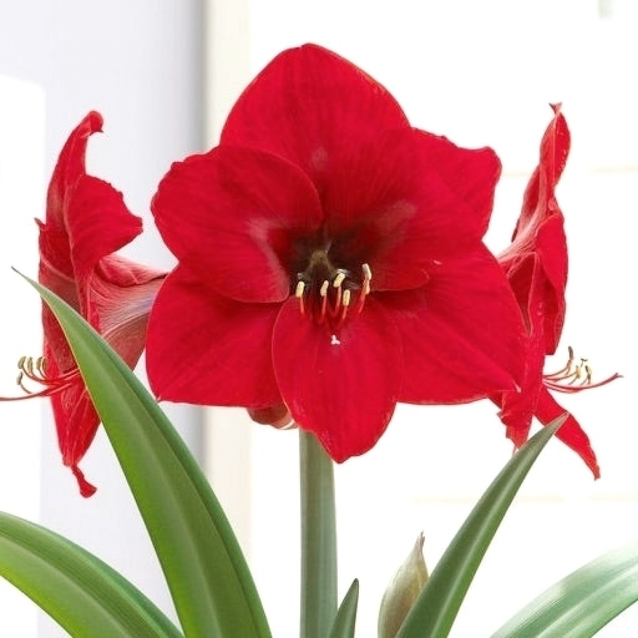 738641-hippeastrum-red-lion-fire-ball-ferrari-olaf