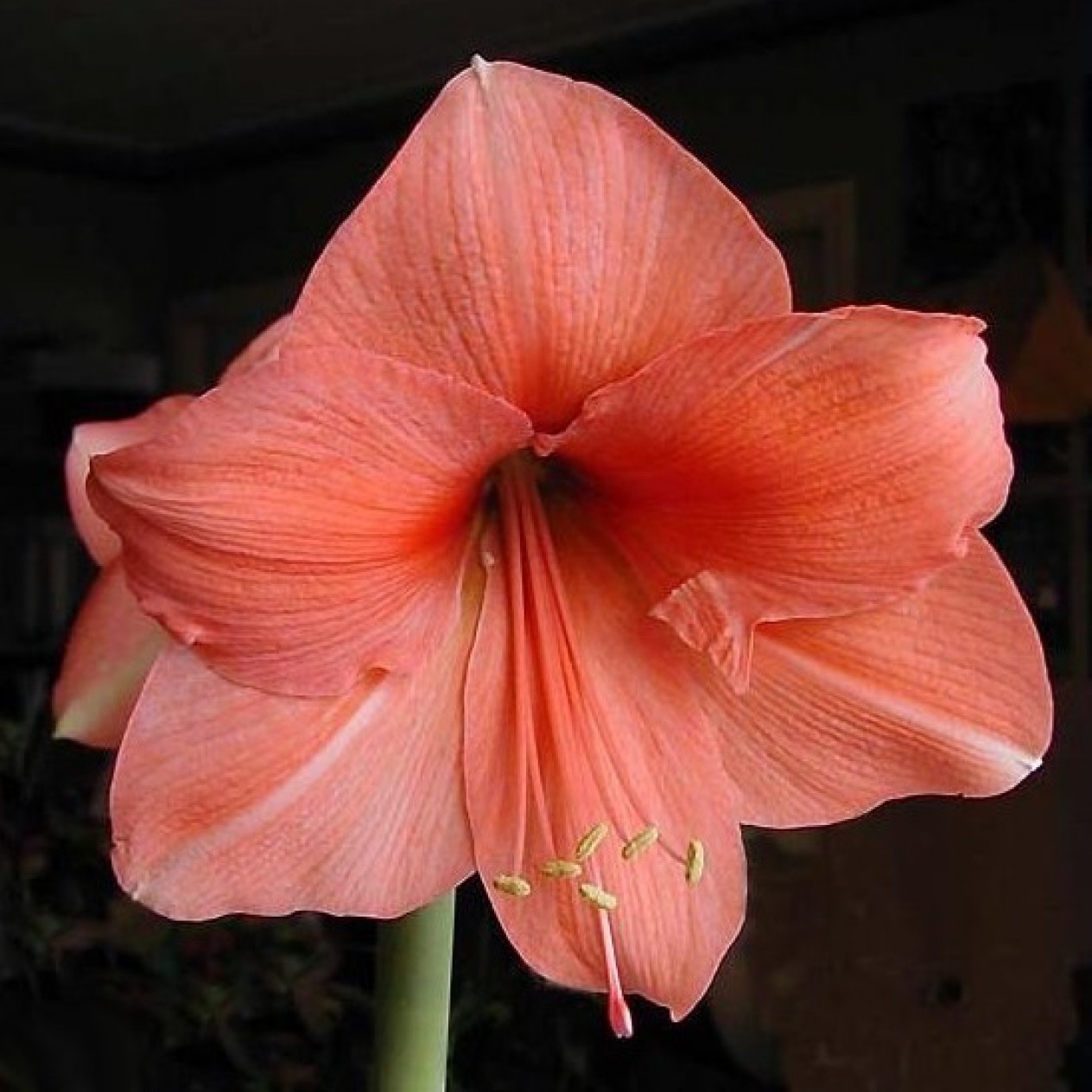 738660-hippeastrum-rilona