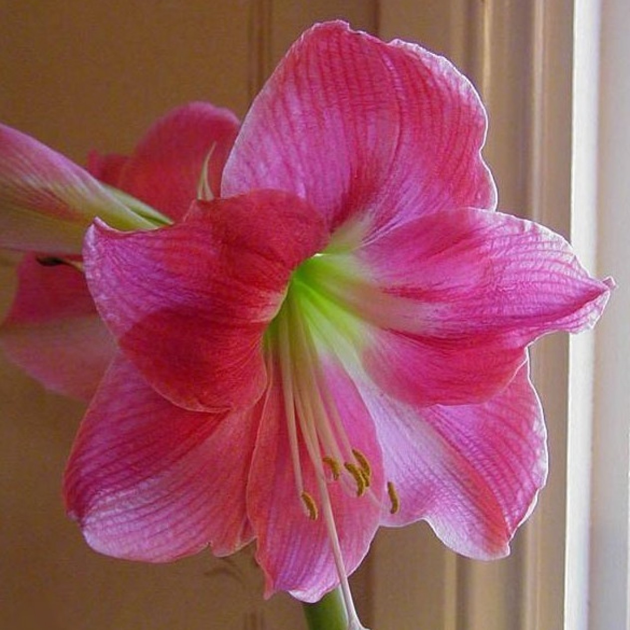 738690-hippeastrum-susan-rosalie-summer-time-candy-queen