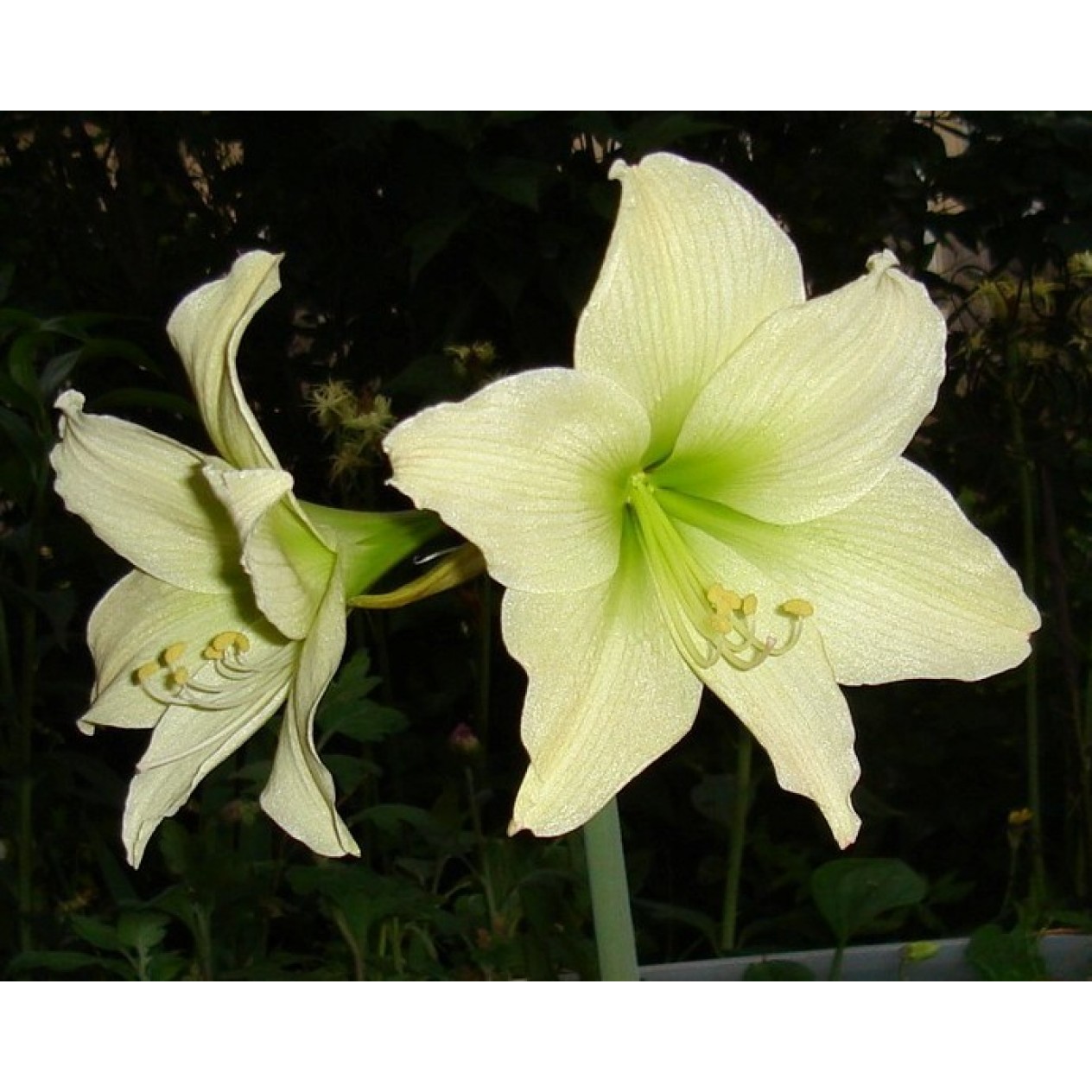 738730-hippeastrum-moonlight-luna