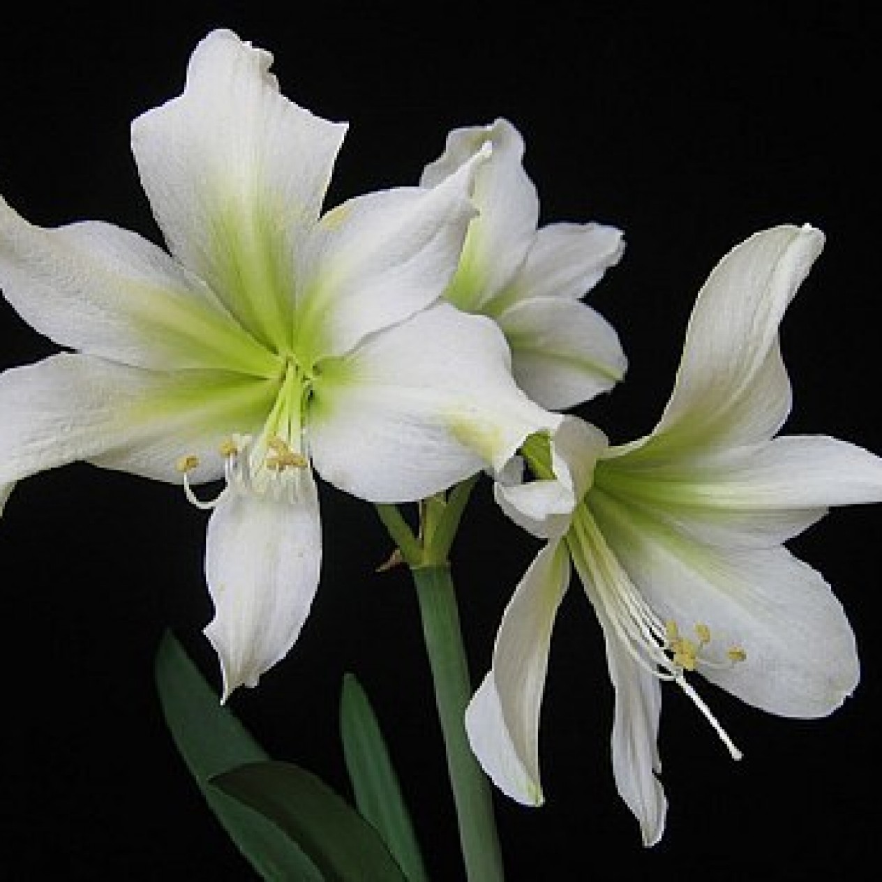 738740-hippeastrum-green-goddess