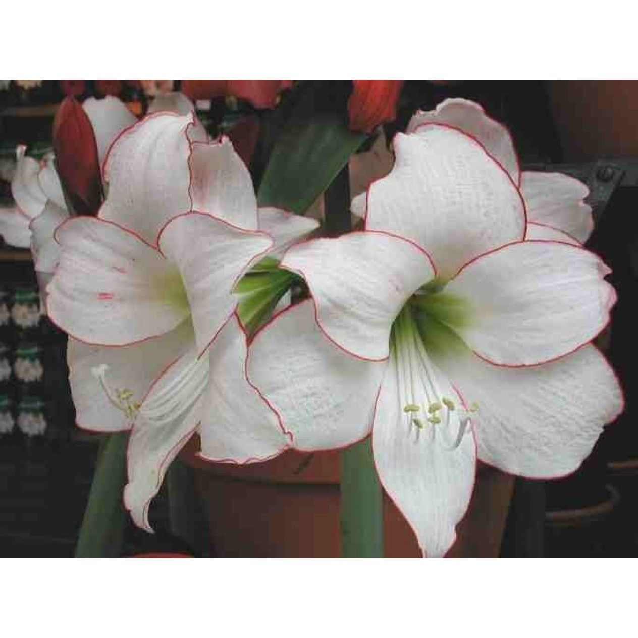 738750-hippeastrum-picotee