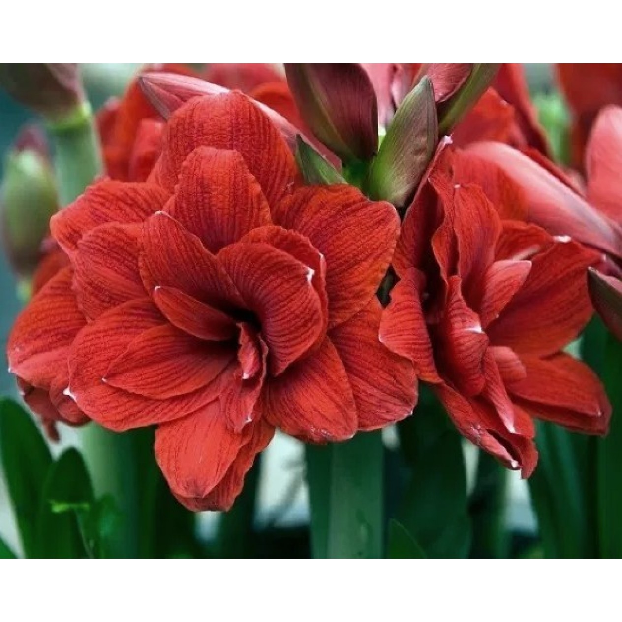 738796-hippeastrum-double-dragon-velvet-nymph
