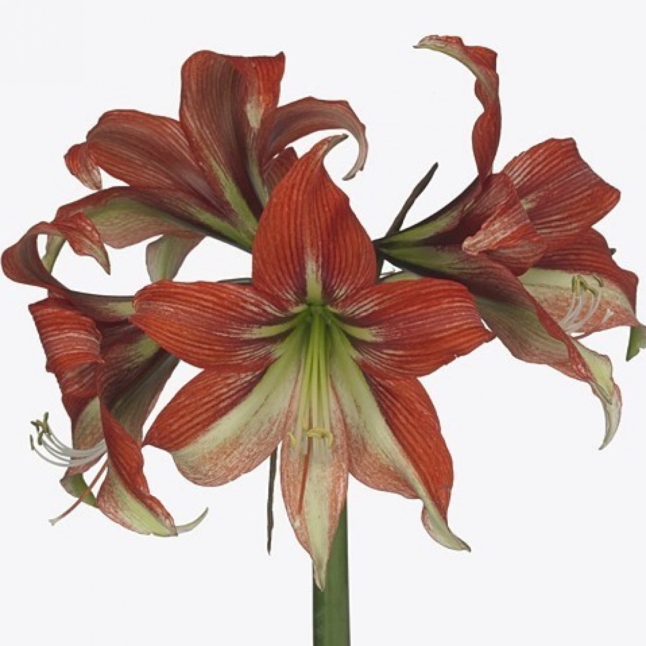 738822-hippeastrum-happy-valley