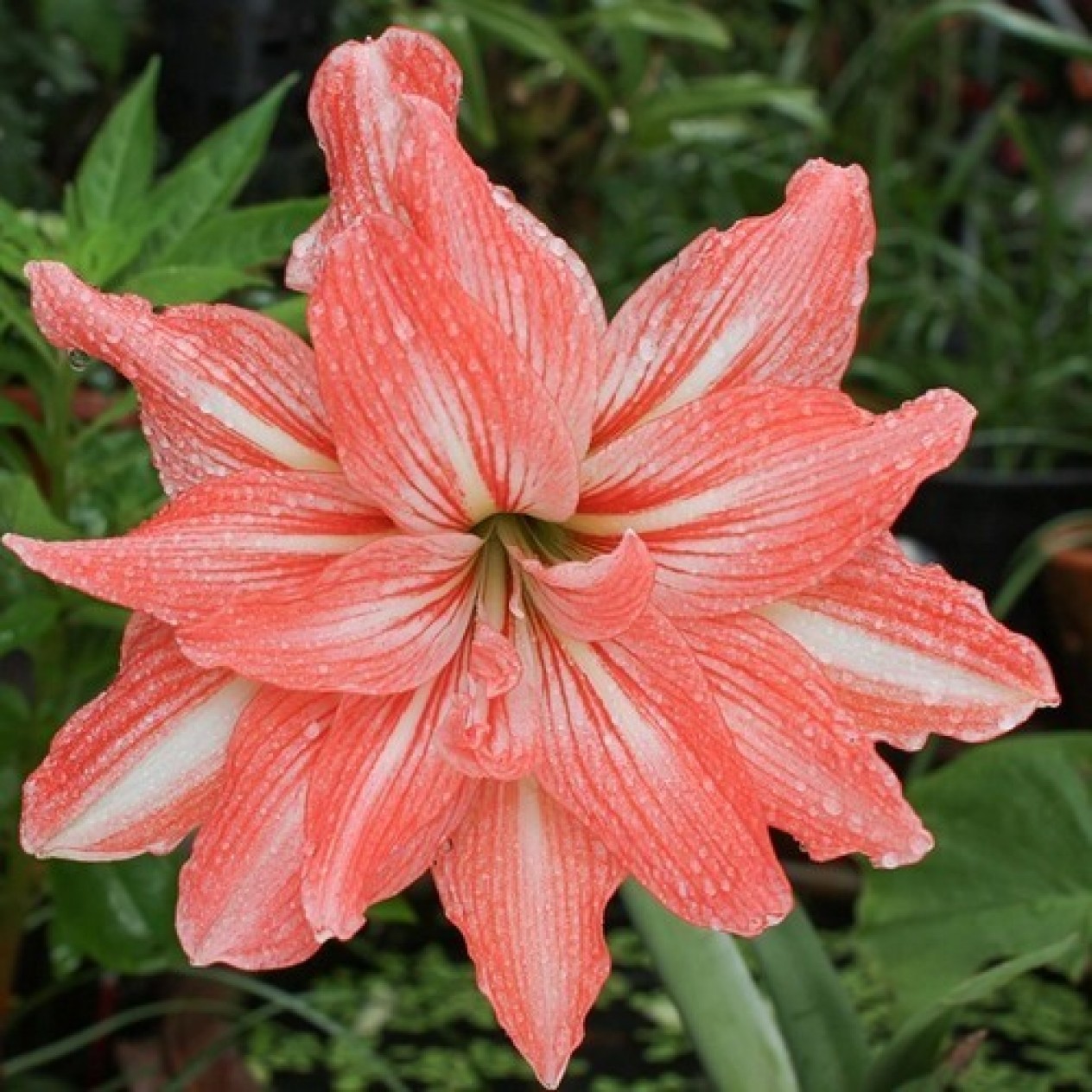738856-hippeastrum-lady-jane-flamingo-amadeus-lovely-nymph-pink-glory