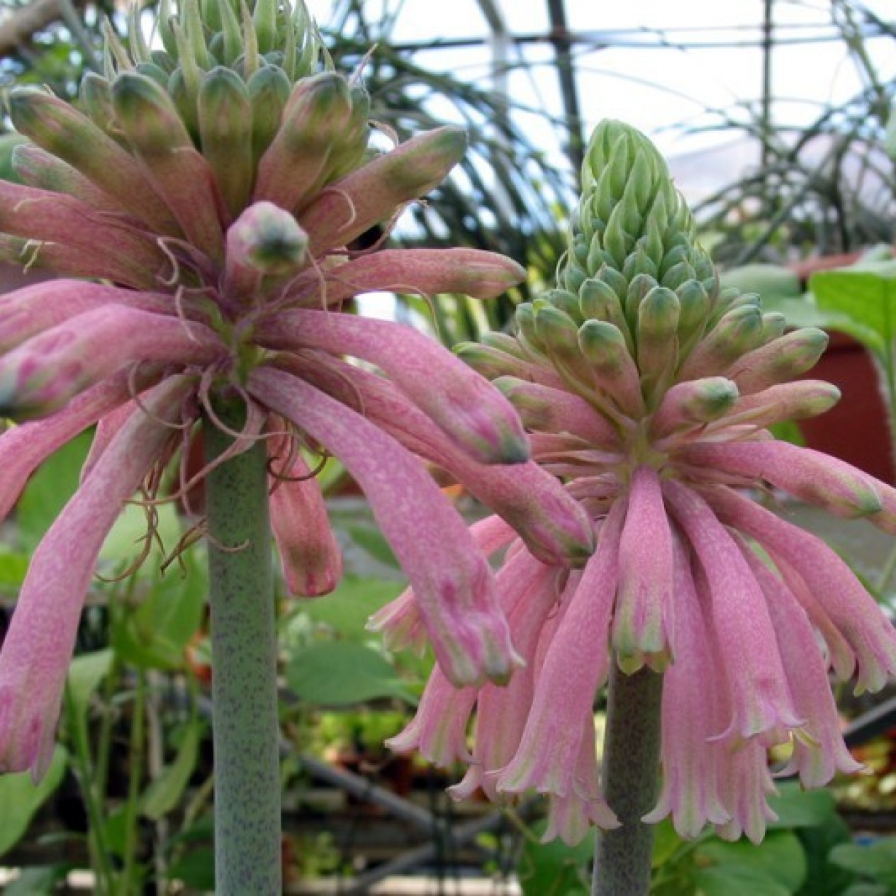 738890-veltheimia-bracteata-pink
