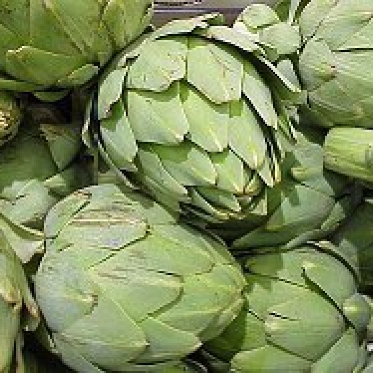 013000-artisjok-green-globe-groene-van-laon