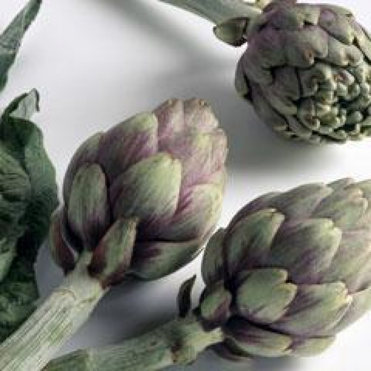 013070-artisjok-violet-provence-violetto