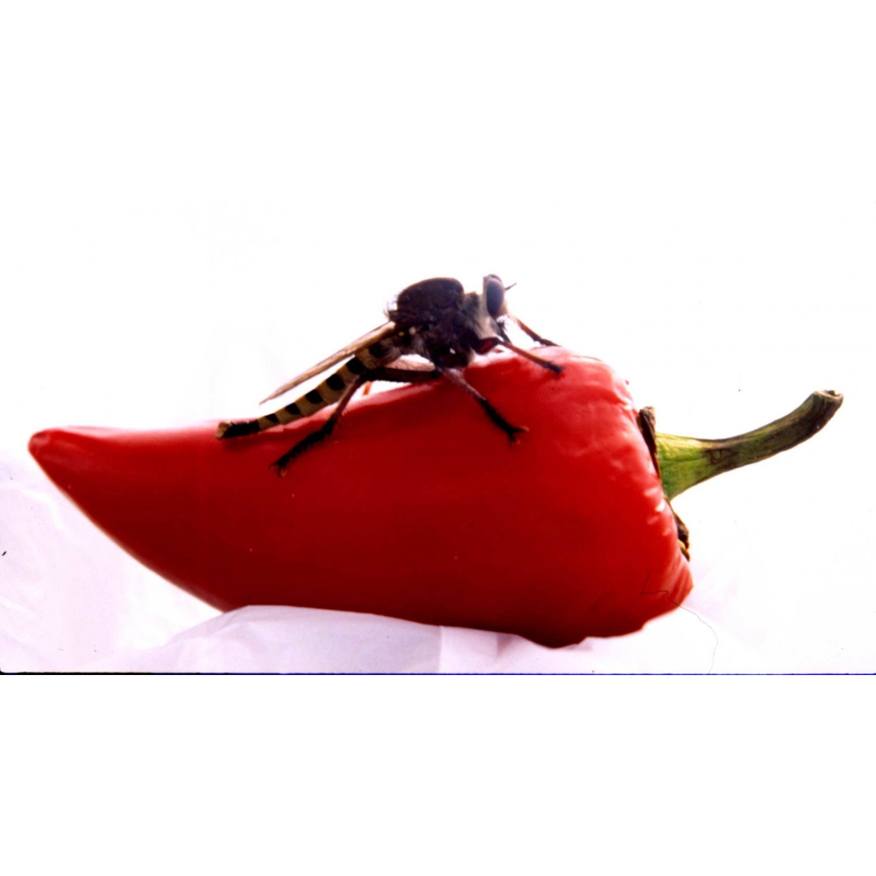 208190-peper-fresno