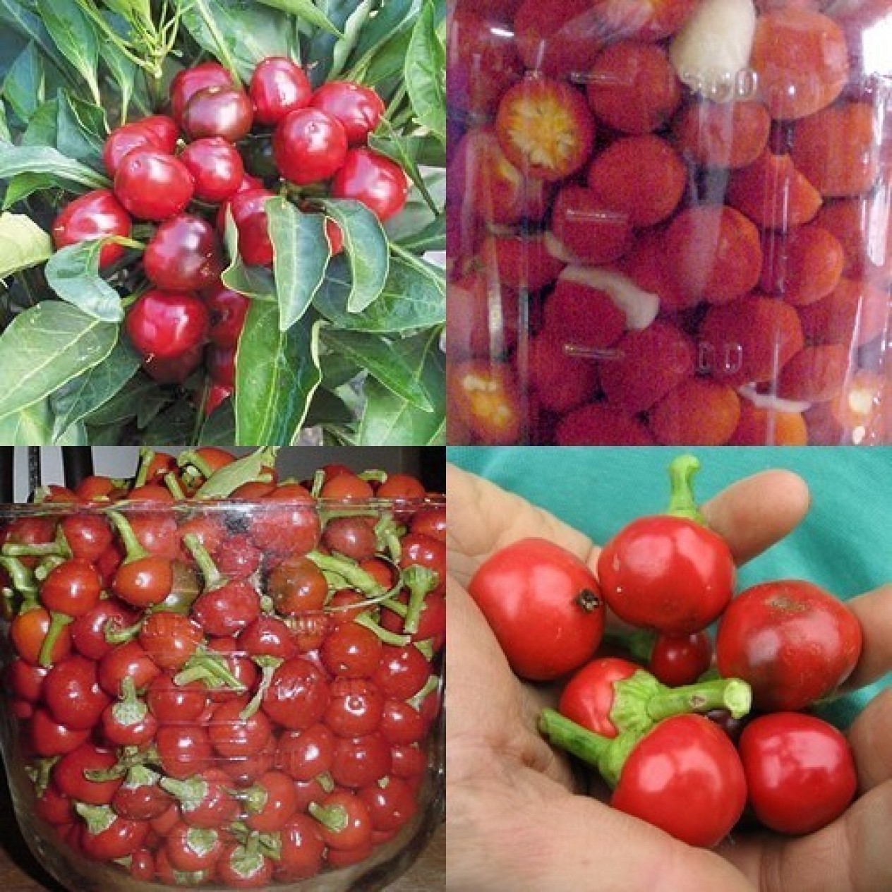 208310-peper-joe-round