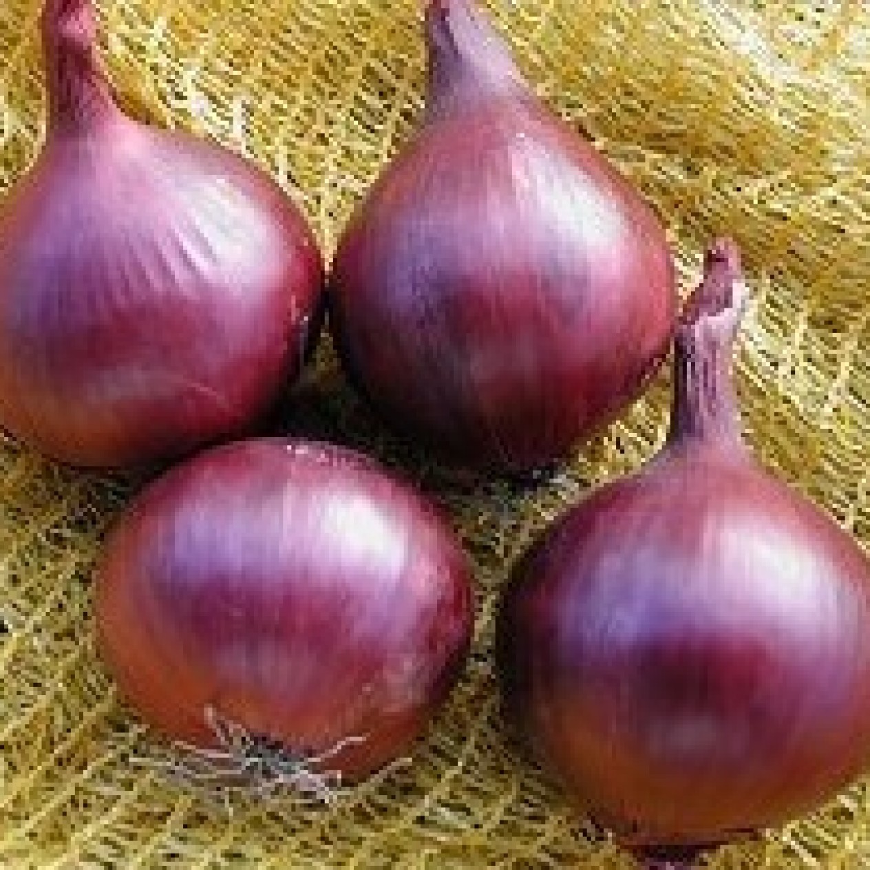 305610-grote-rode-uien-creole-red-violet-galmi