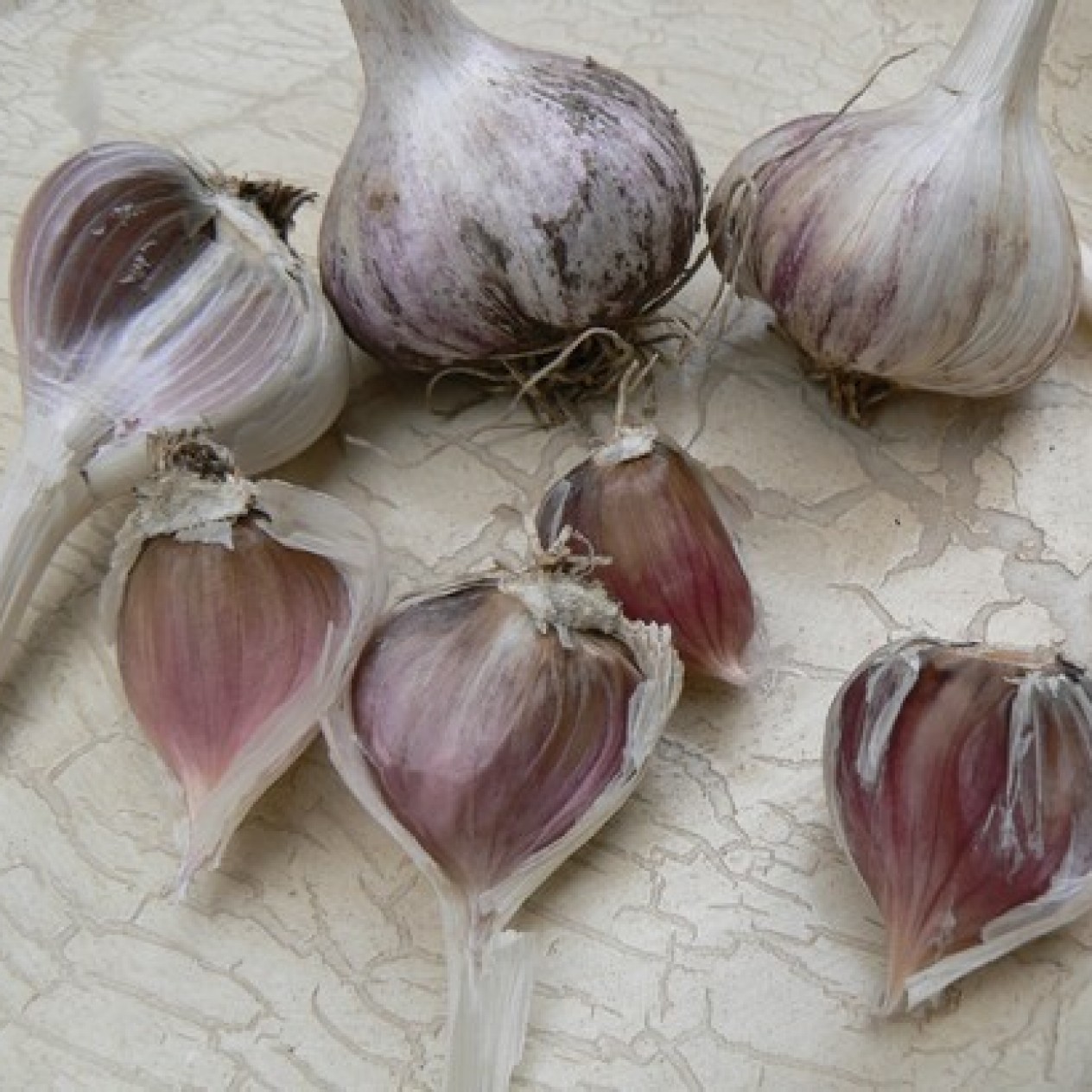 306333-spiraalknoflook-single-garlic