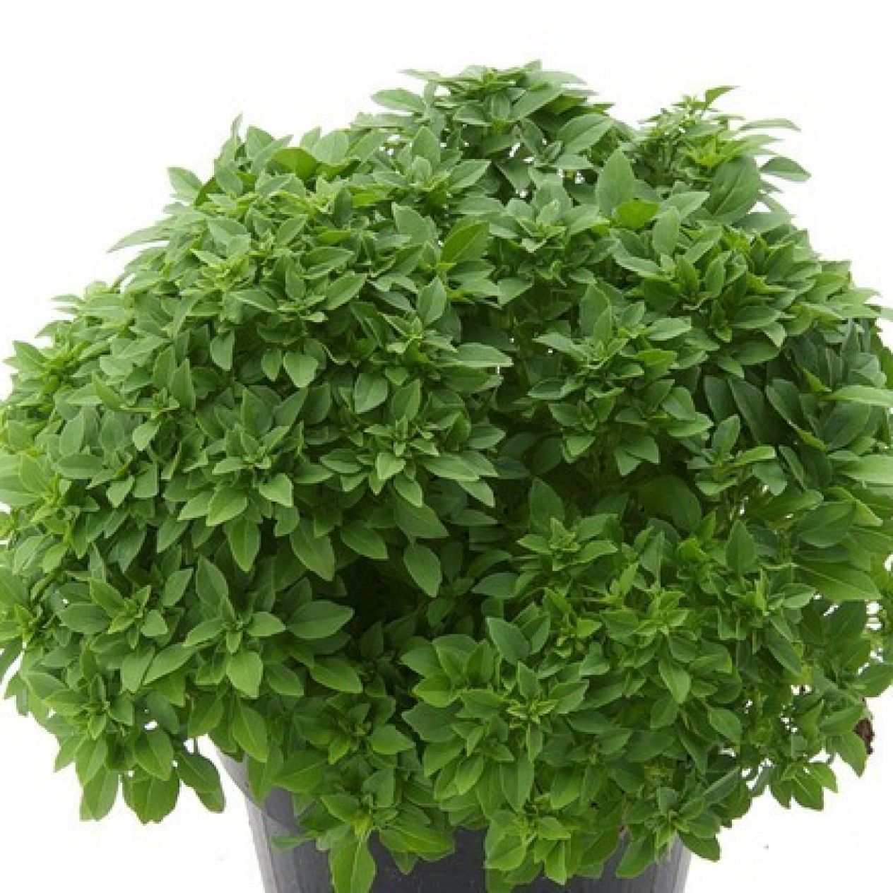 333110-griekse-basilicum-greco-palla