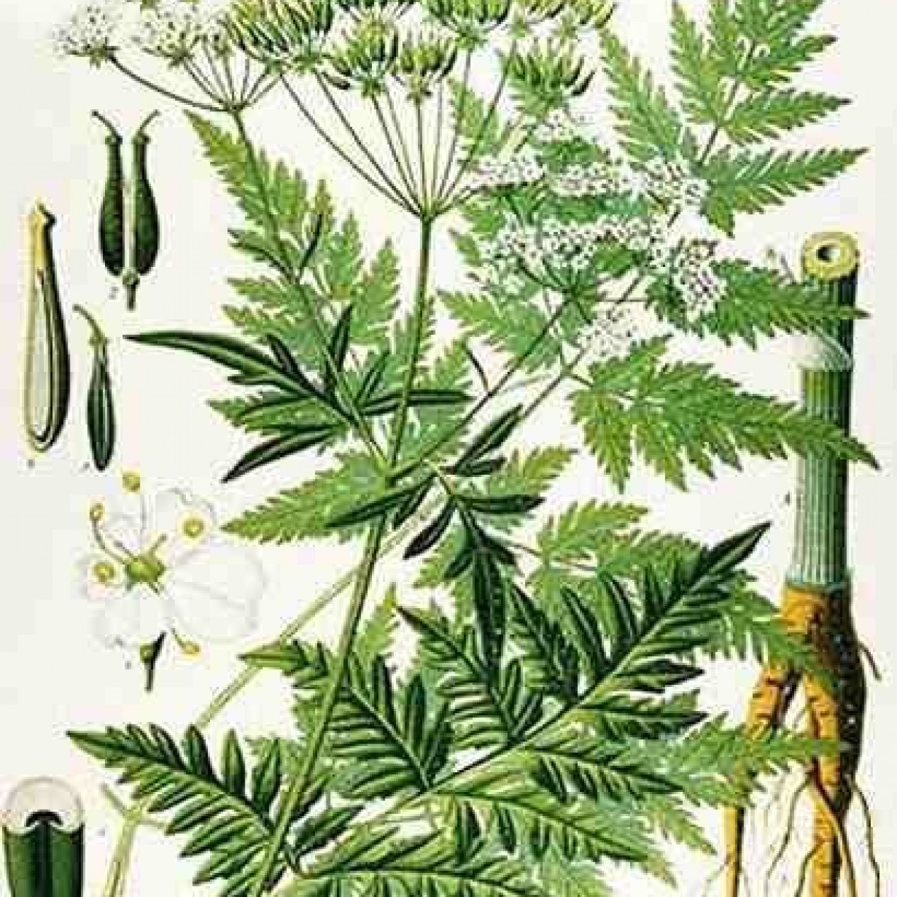 347720-kervel-brusselse-winter