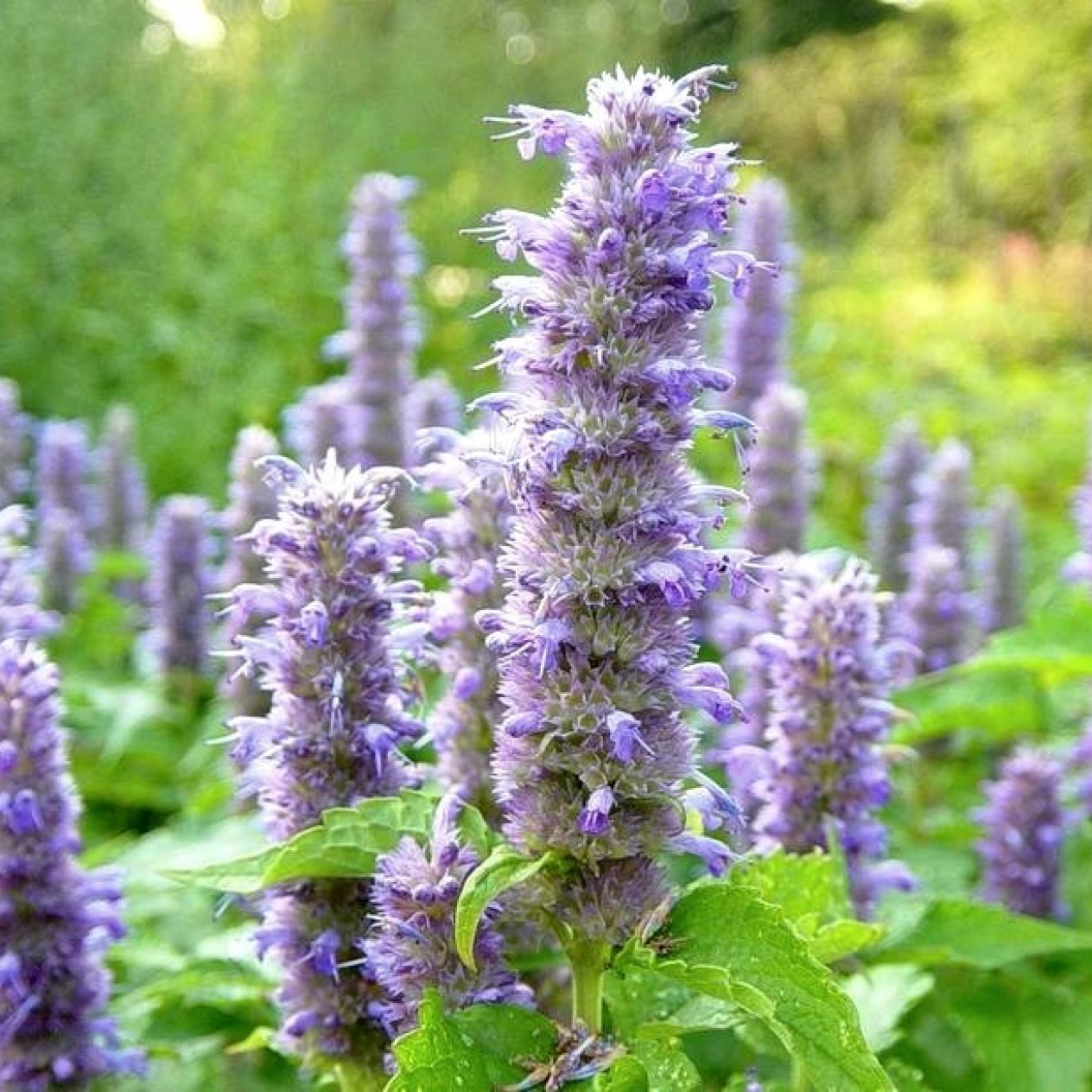 354510-mexicaanse-mint-blauwe-lavender-spikes