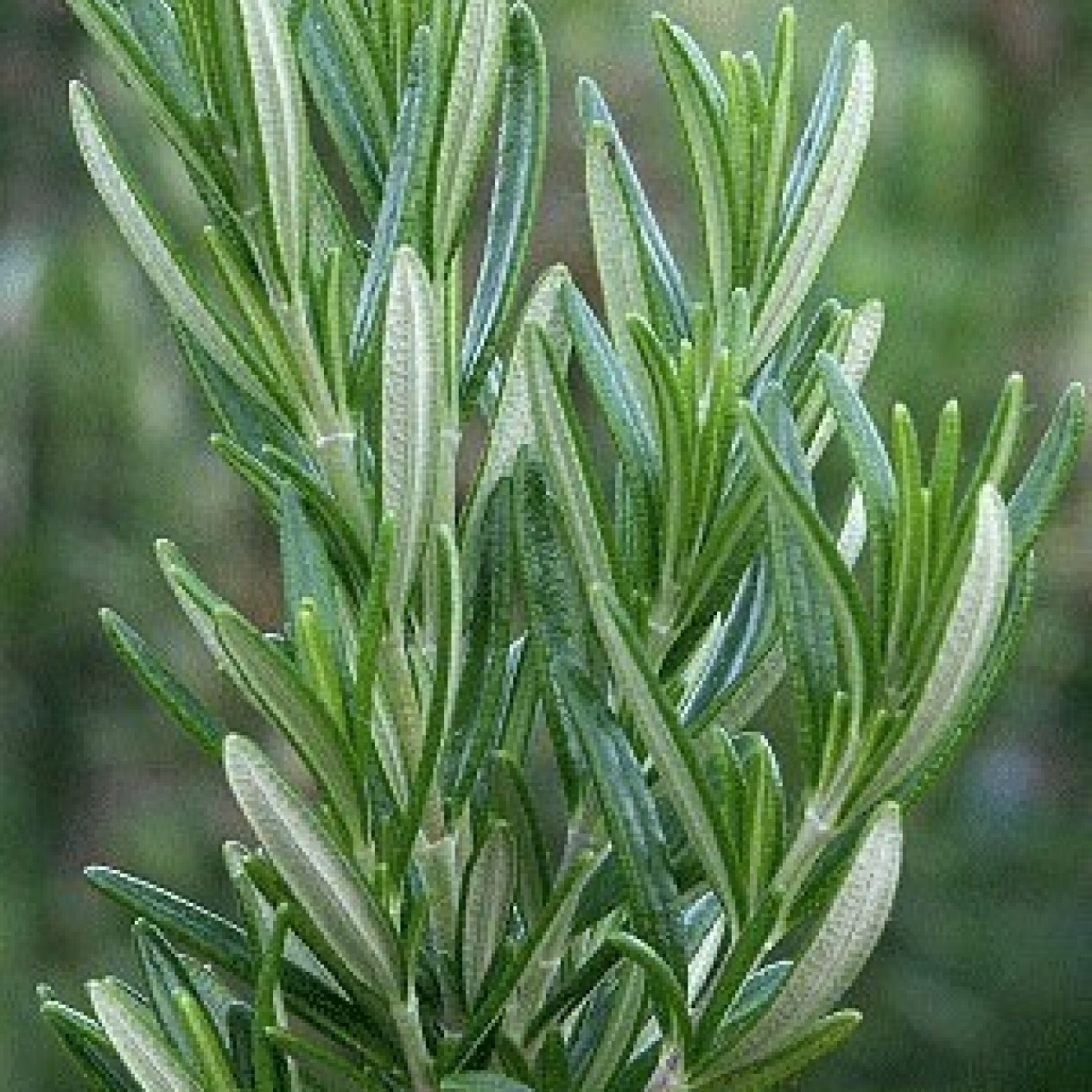 358000-rozemarijn-rosy