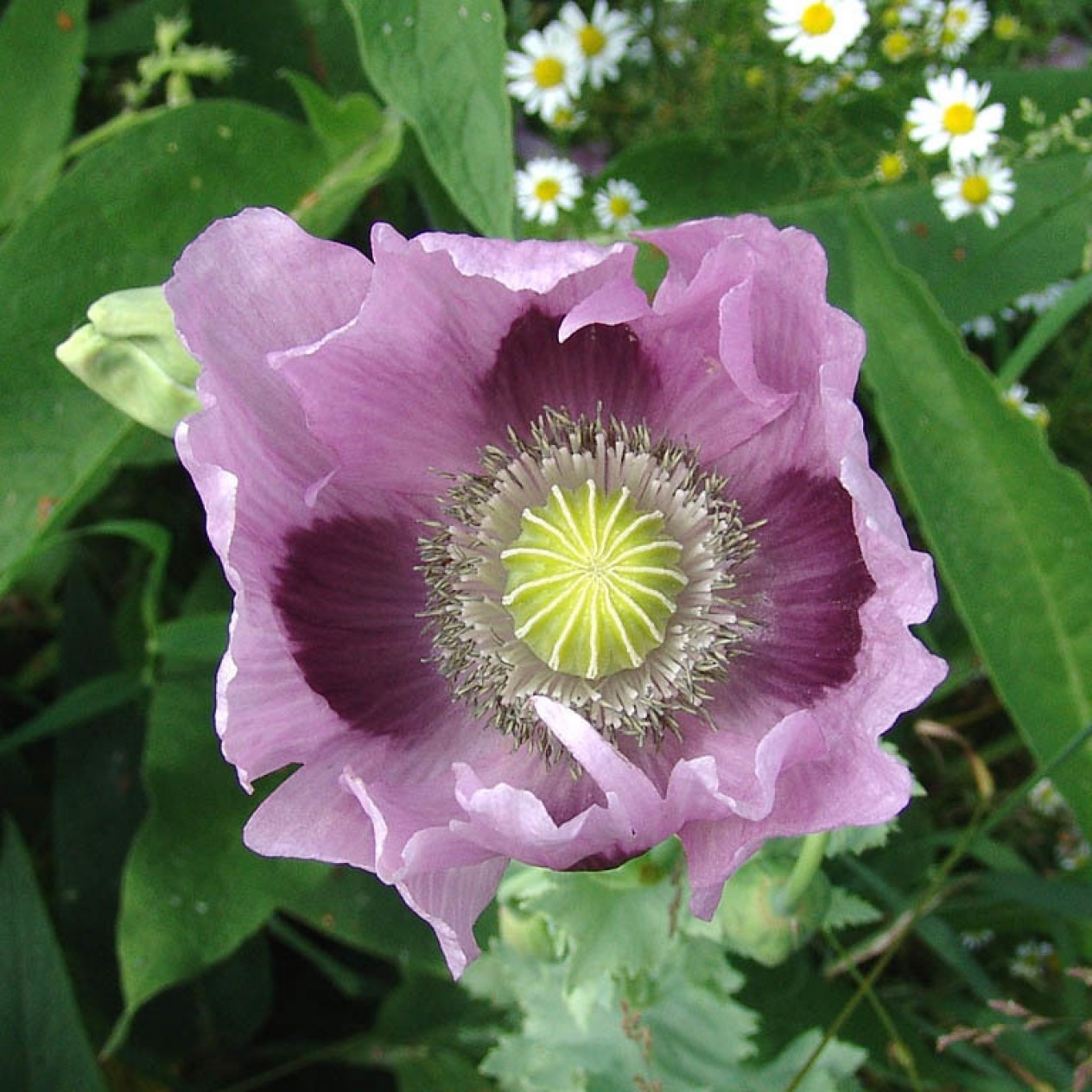 390150-blauwmaanzaad
