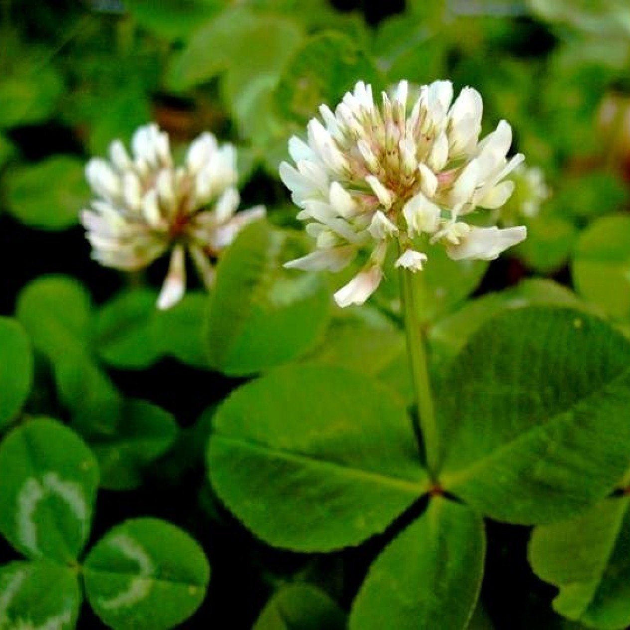 392300-witte-klaver-jura-haifa-merwi-bombus-apolo