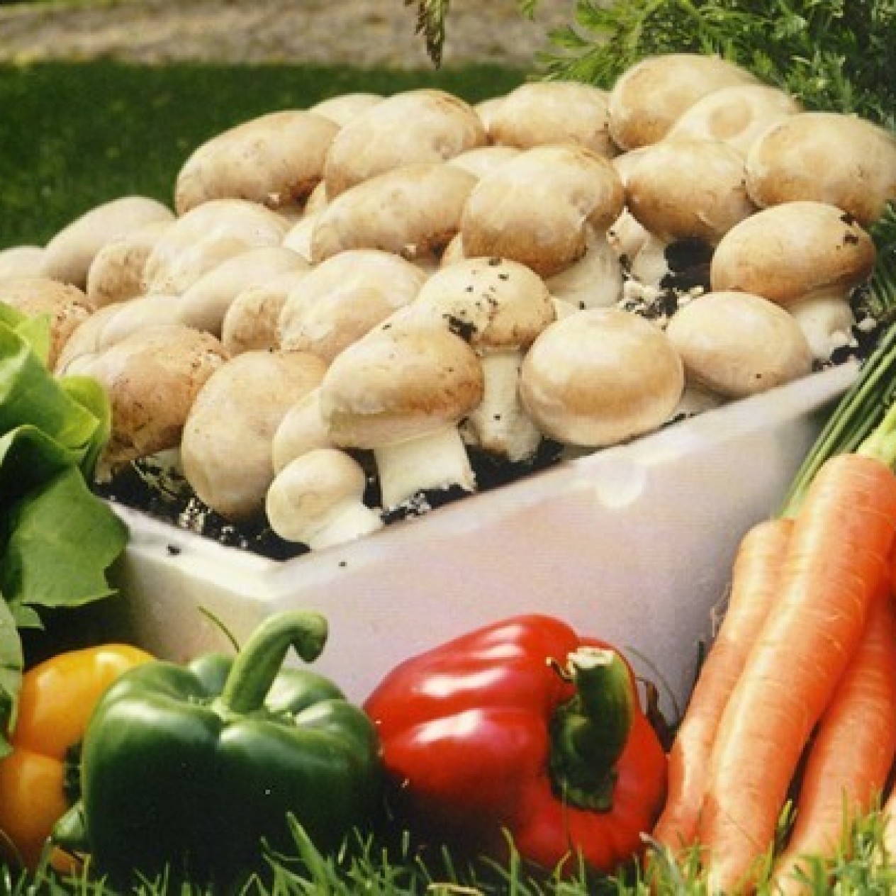 415200-grote-sets-franse-beige-champignons