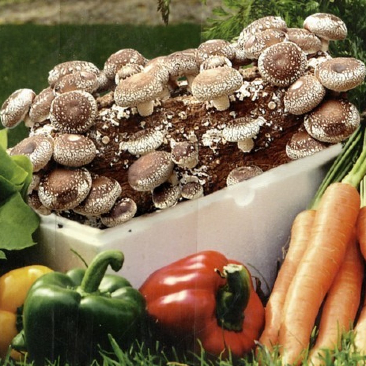 415500-grote-sets-shiitake