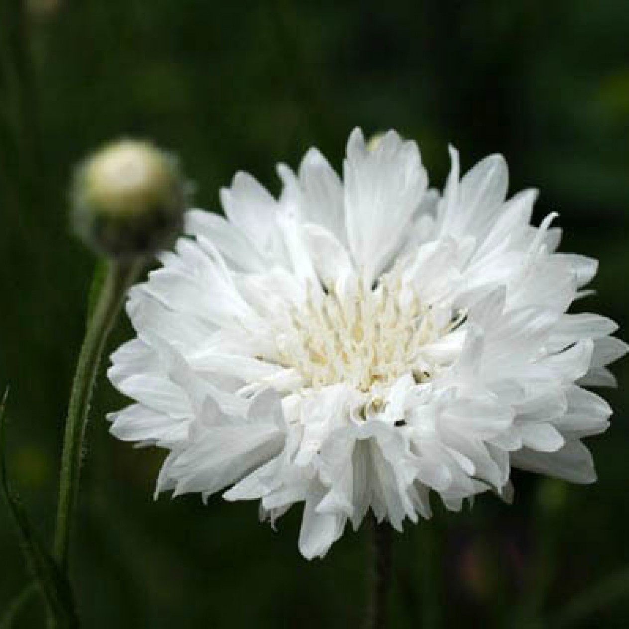 512210-centaurea-cyanus-tom-pouce-white