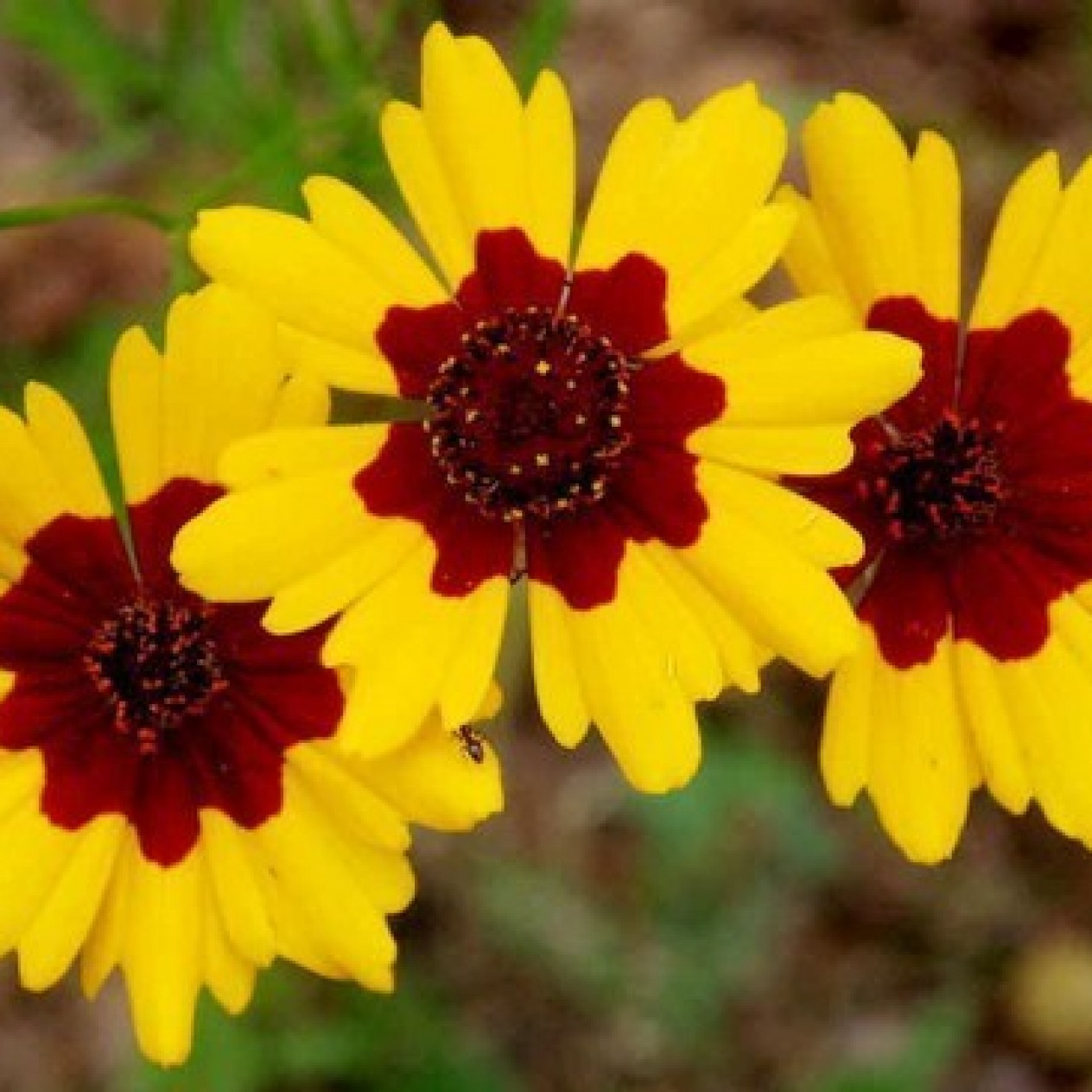 514620-coreopsis-tinctoria-bicolor