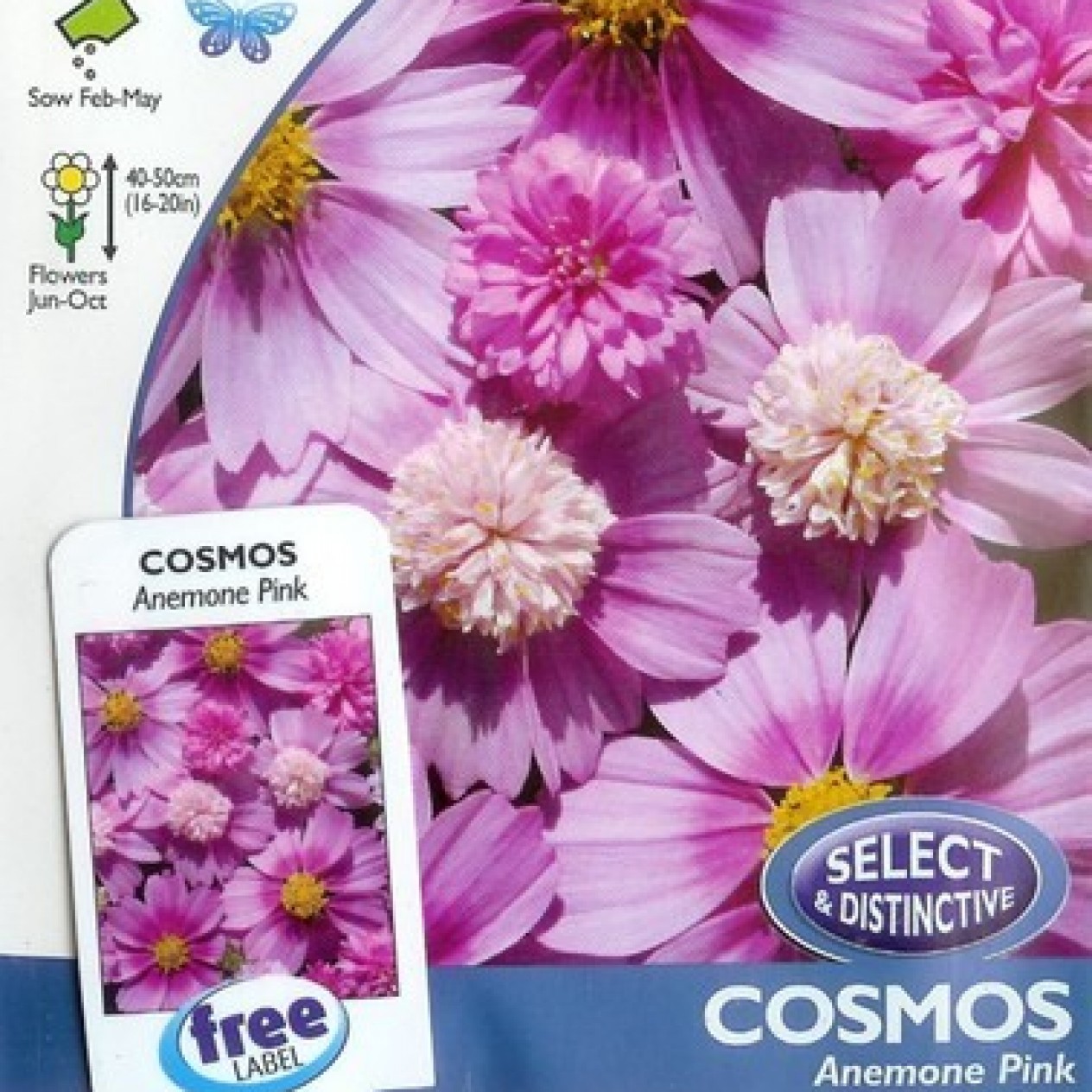 514690-cosmos-bipinnatus-anemone-pink