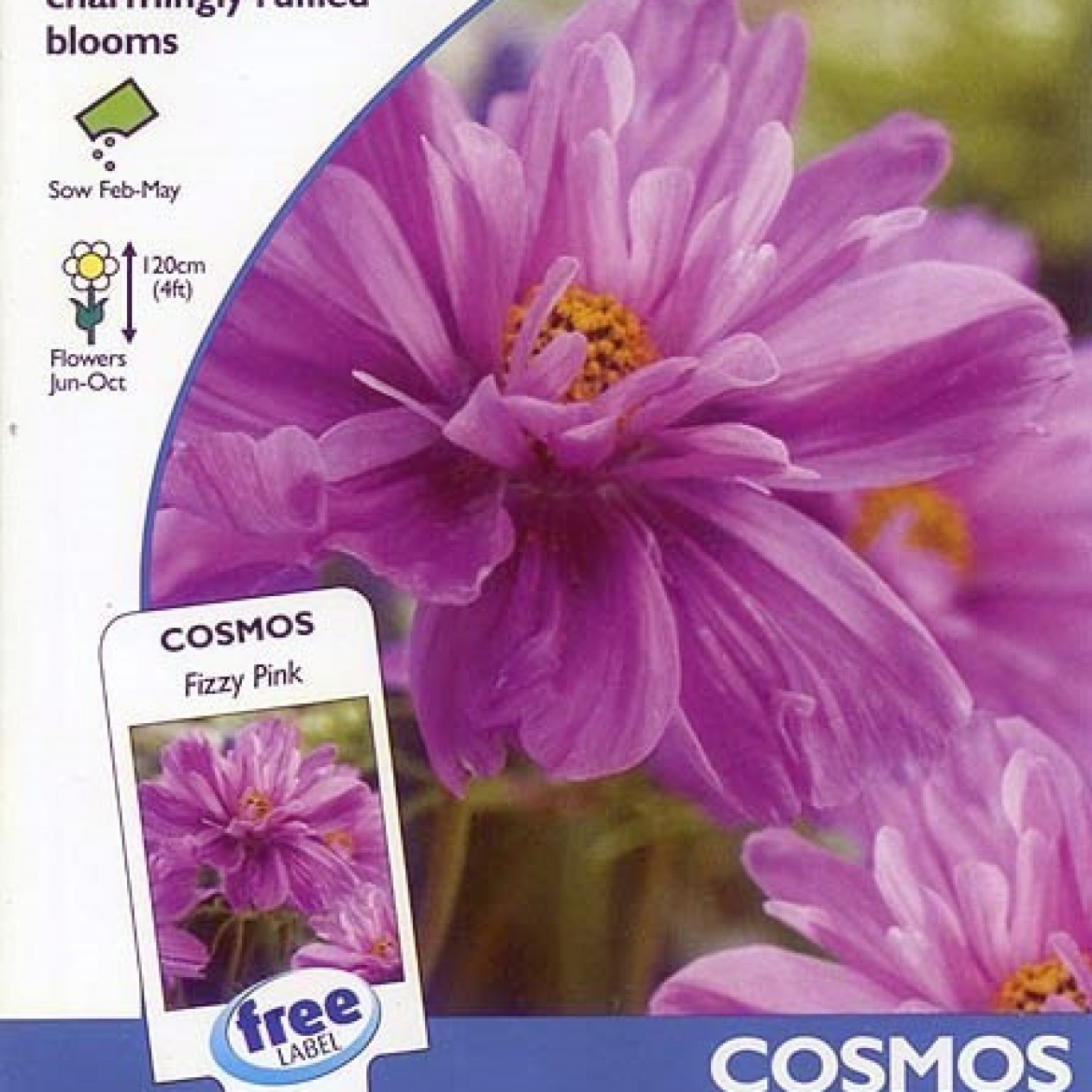 514715-cosmos-bipinnatus-fizzy-pink